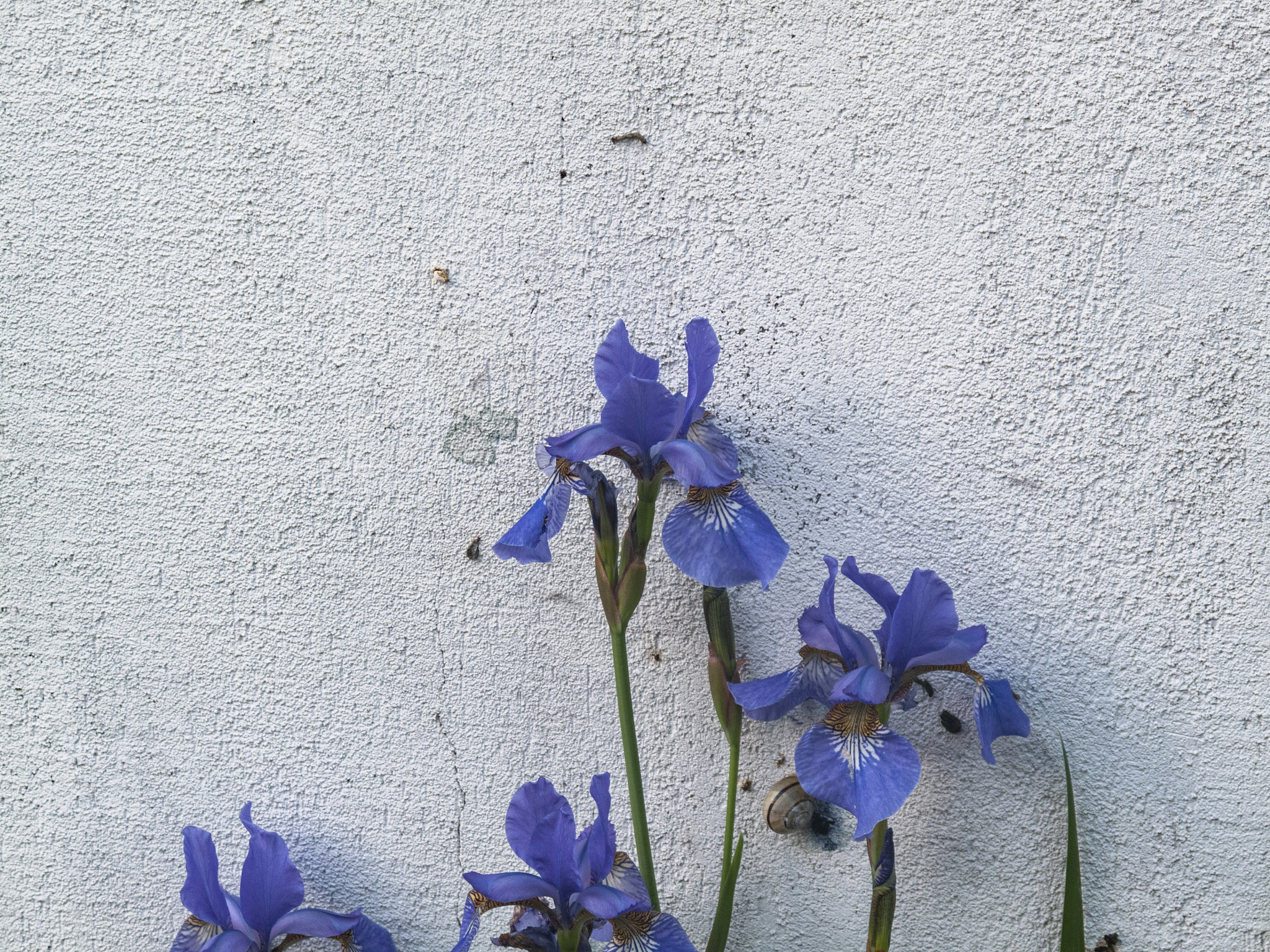 Canon PowerShot G10 sample photo. Purple-blue flowers photography