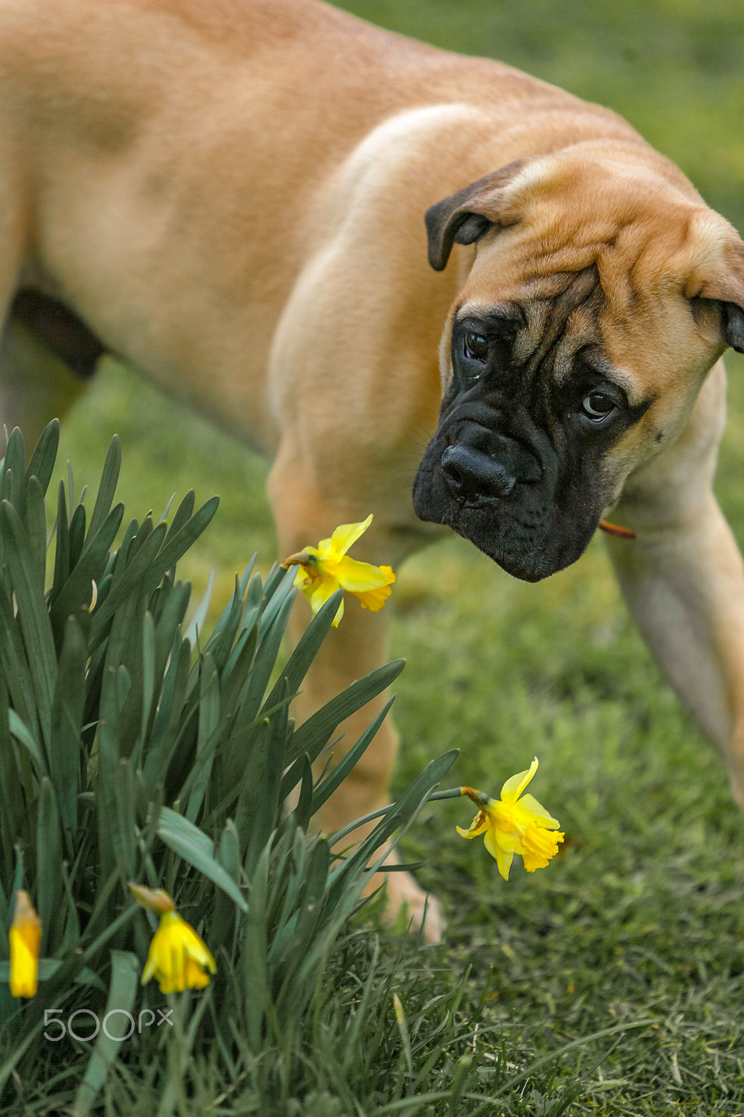Canon EOS-1D Mark II sample photo. Spring, daffodils and dog. photography