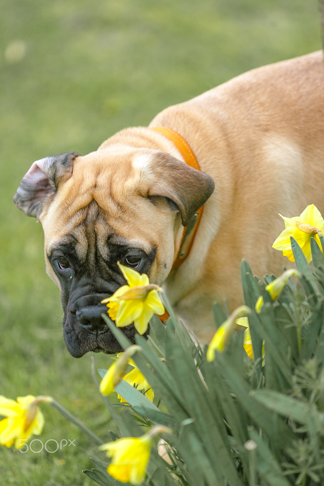 Canon EOS-1D Mark II sample photo. Spring, daffodils and dog. photography