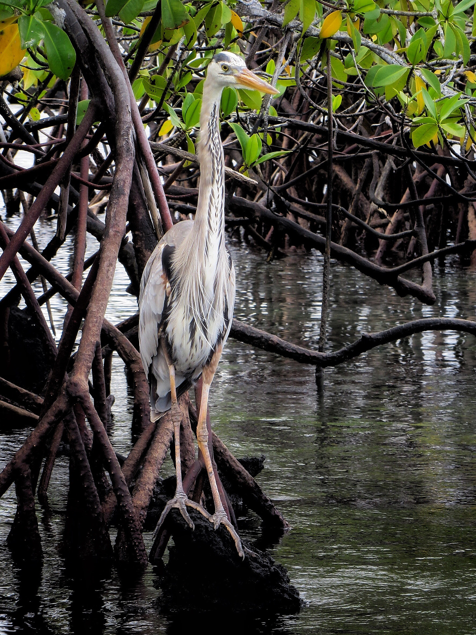 Canon PowerShot SX280 HS sample photo. Great blue heron in mangroves  photography
