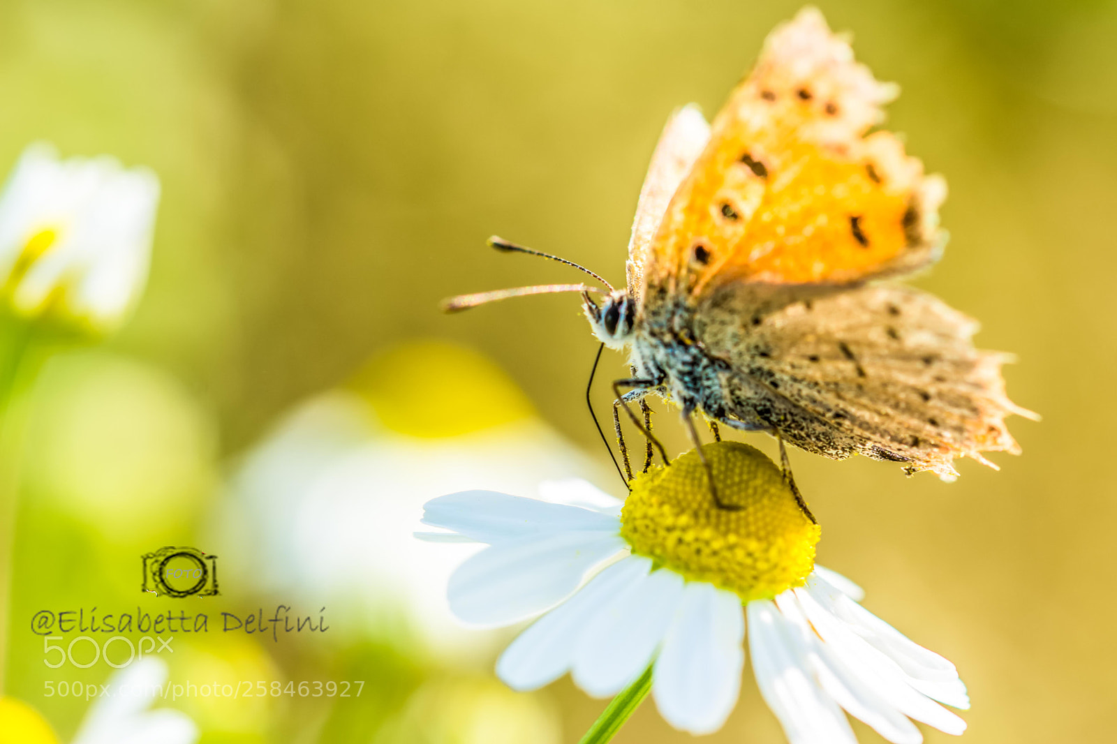 Nikon D5200 sample photo. Farfalla photography