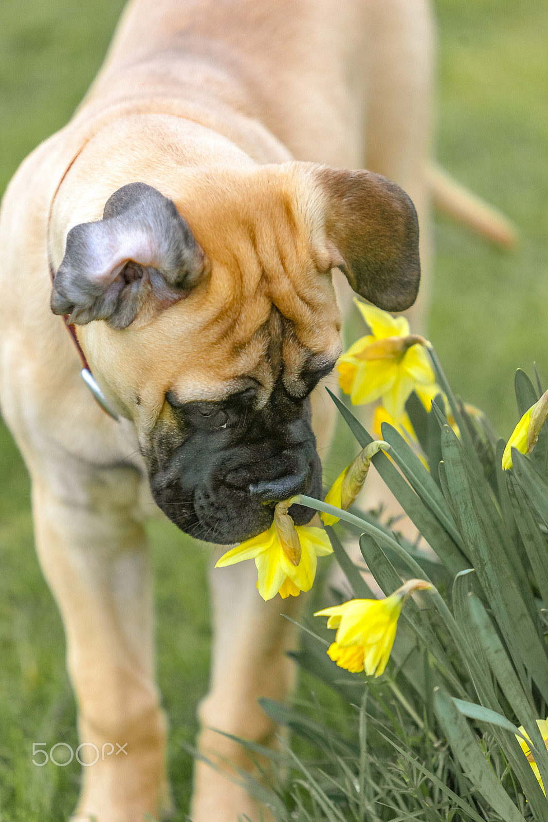 Canon EOS-1D Mark II sample photo. Spring, daffodils and dog. photography