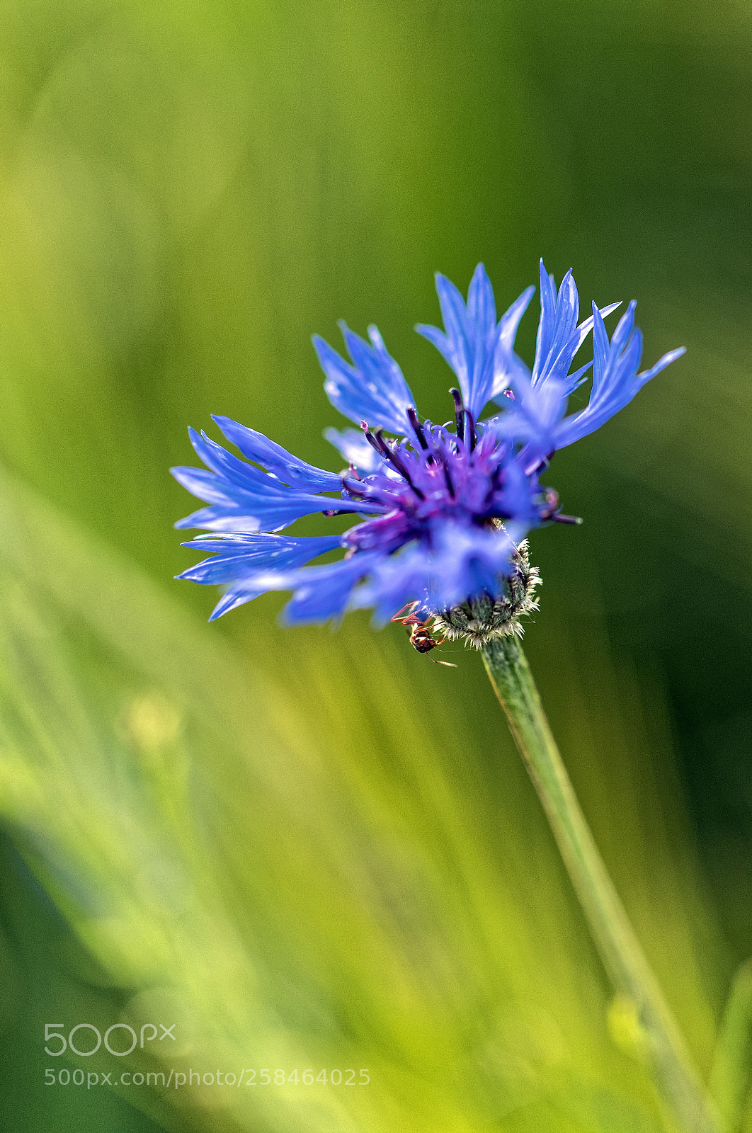 Canon EOS 6D Mark II sample photo. I can see you photography