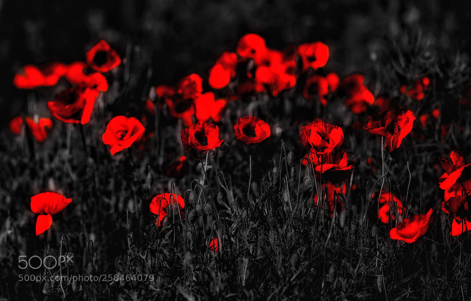 Canon EOS 5D Mark IV sample photo. Untitled photography