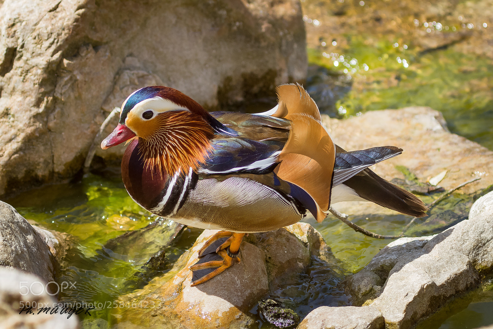 Canon EOS 7D sample photo. Canard mandarin photography