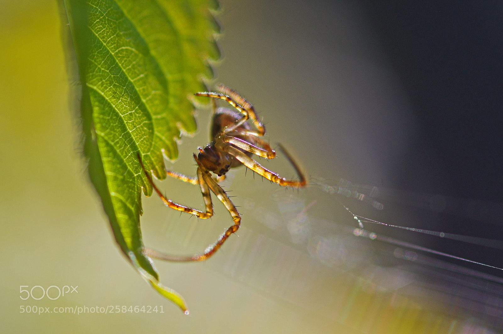 Pentax K-3 sample photo. Spider photography