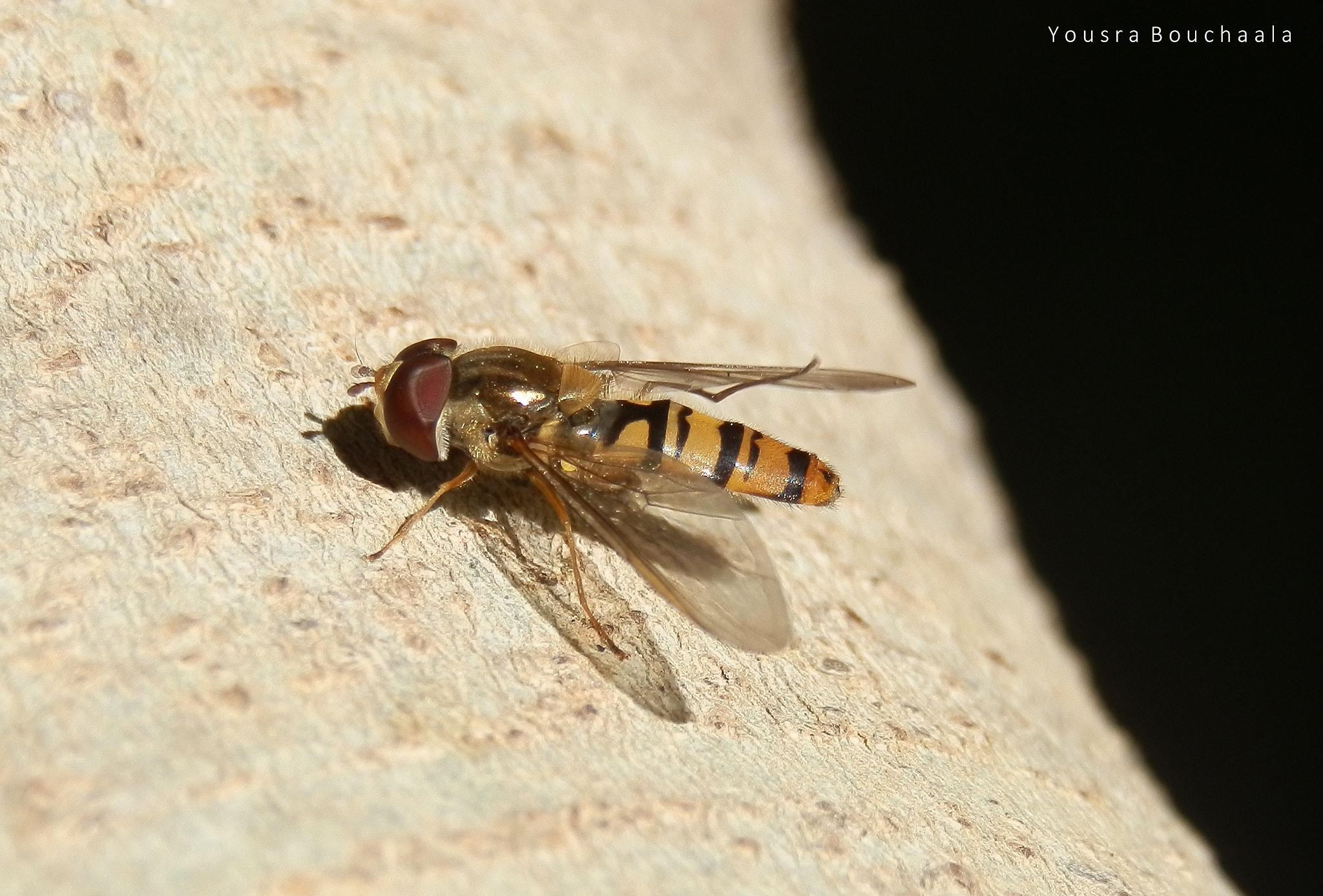 Olympus SZ-10 sample photo. Golden hoverfly photography