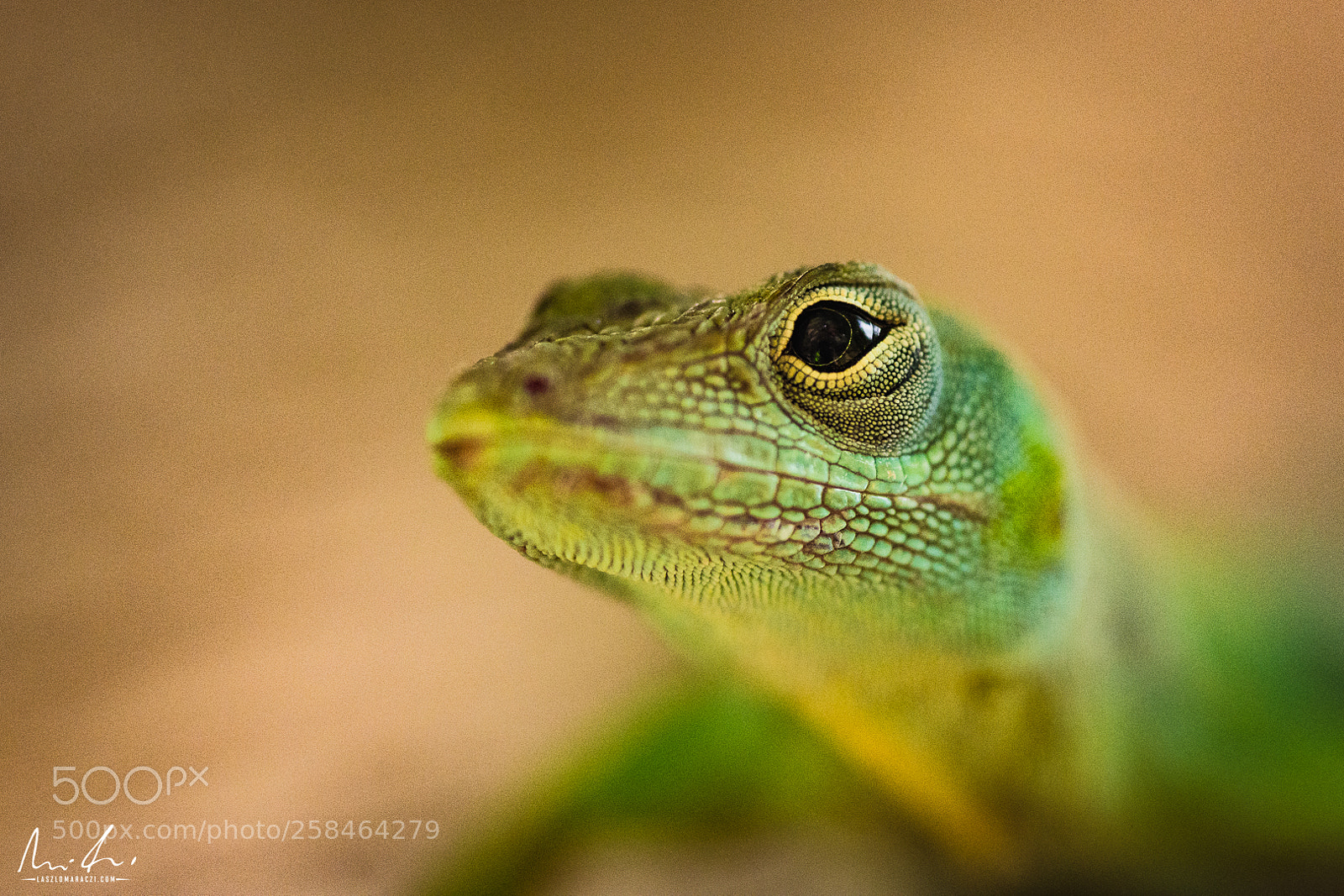 Nikon D7200 sample photo. Green lizard photography