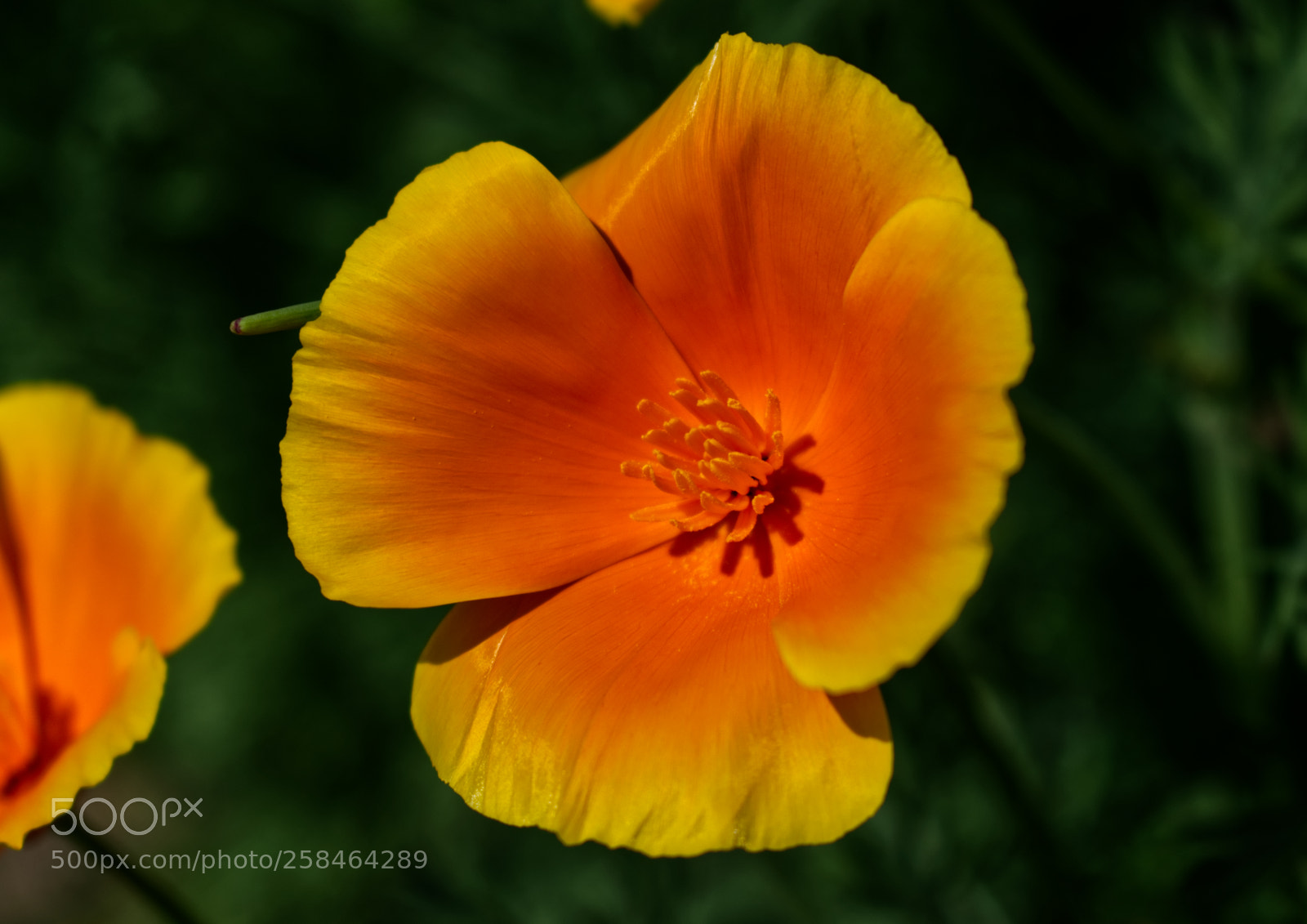 Nikon D5300 sample photo. Yellow flower photography