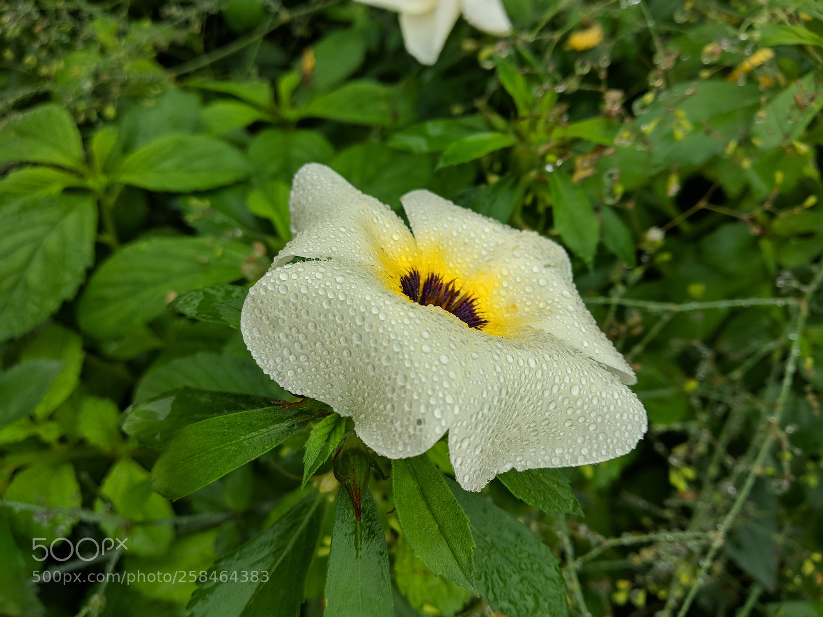 Xiaomi Mi A1 sample photo. Untitled photography