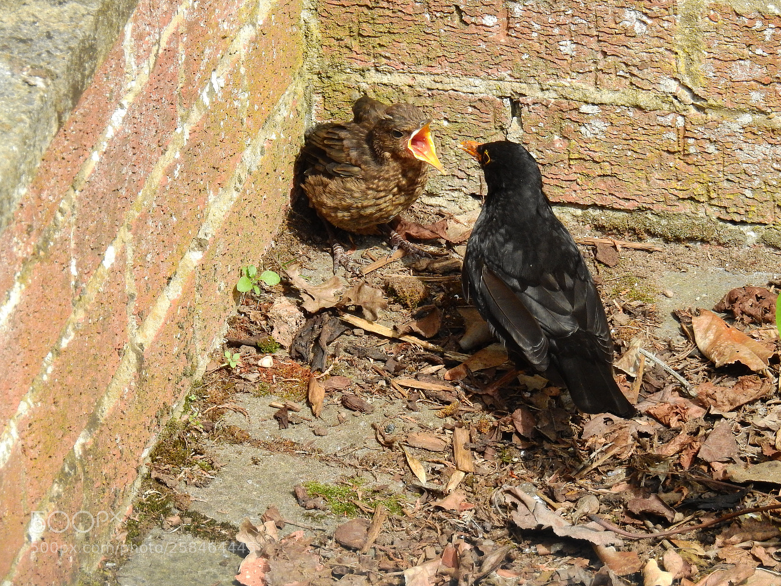 Nikon Coolpix P900 sample photo. Blackbirds photography