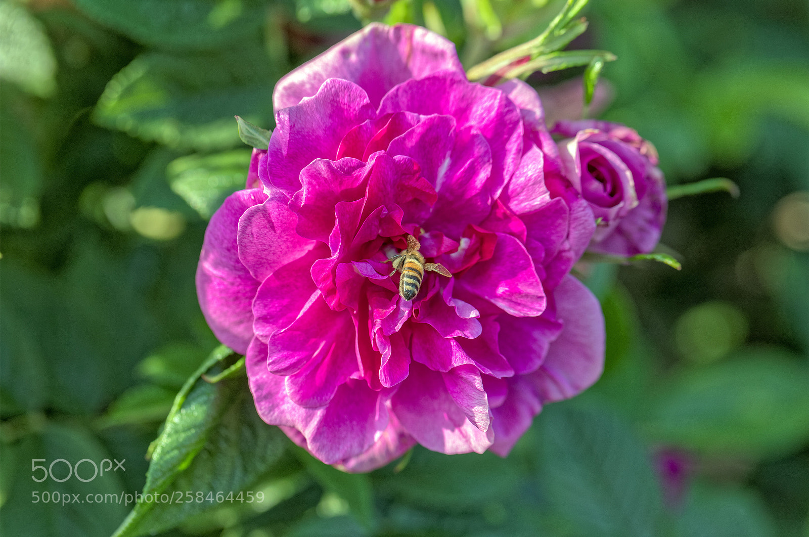 Canon EOS 6D Mark II sample photo. I won't see you ! photography