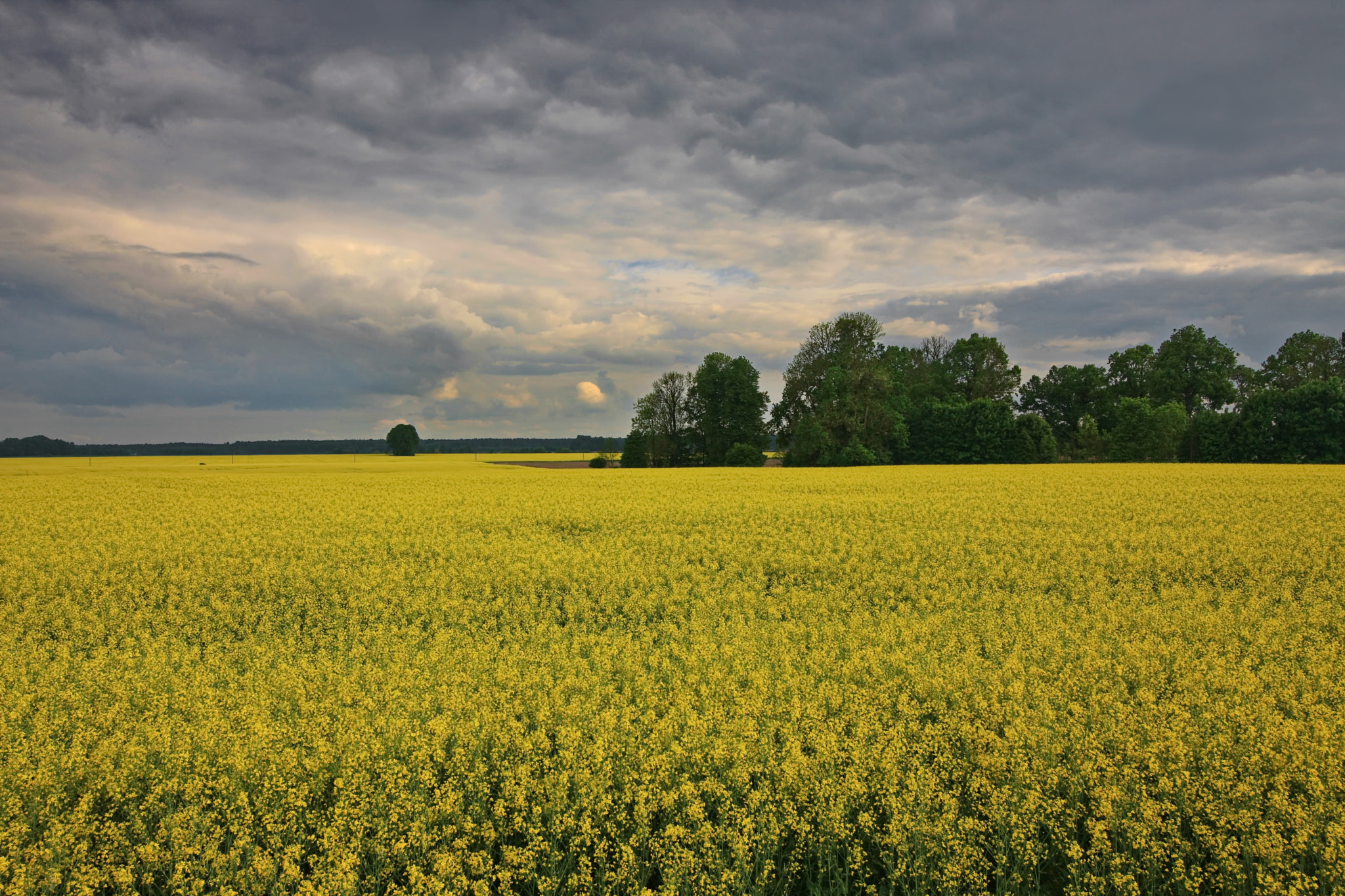 Canon EOS-1Ds Mark III sample photo. Evening over rapeseed field photography