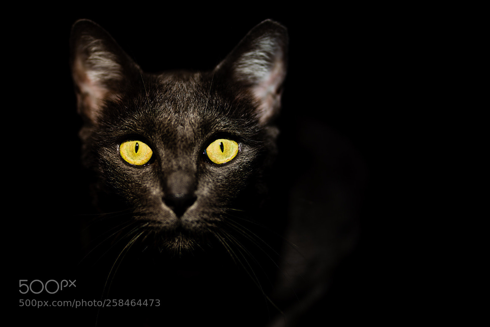 Sony a7R III sample photo. Luna's portrait photography
