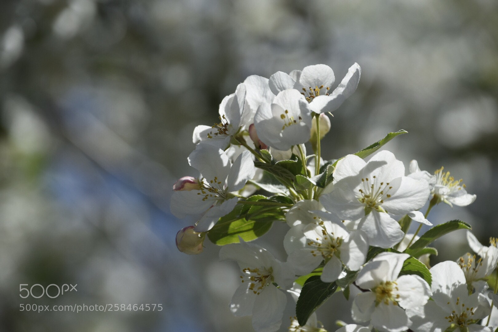 Nikon D5300 sample photo. Beautiful spring flower photography