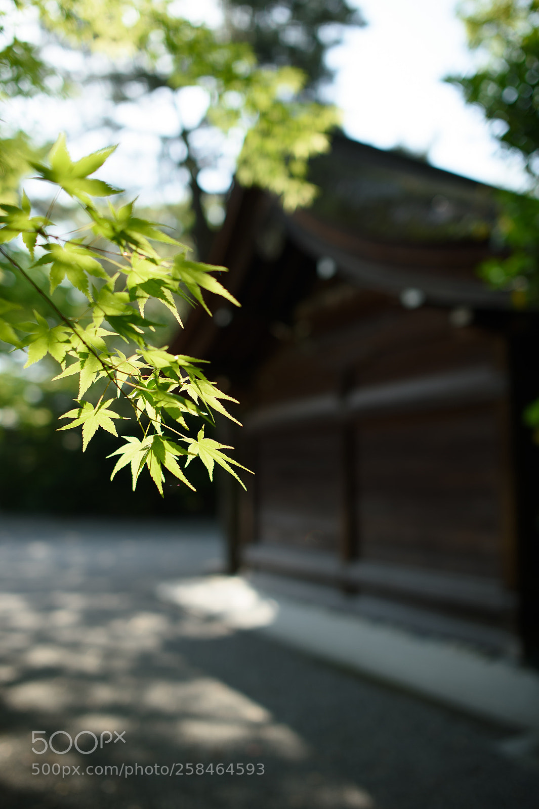 Nikon Df sample photo. Green leaves photography