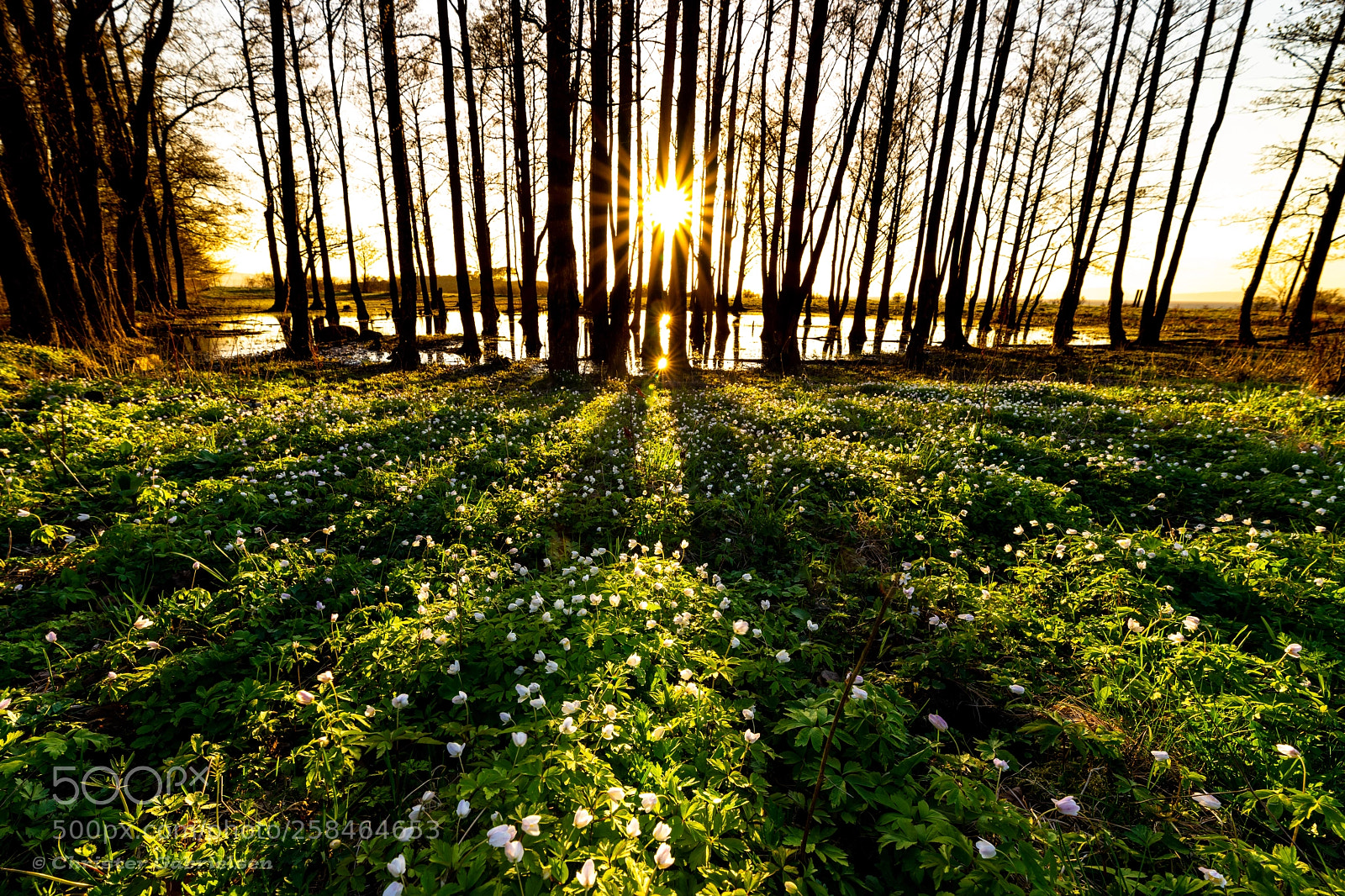 Nikon D850 sample photo. Field of flowers photography