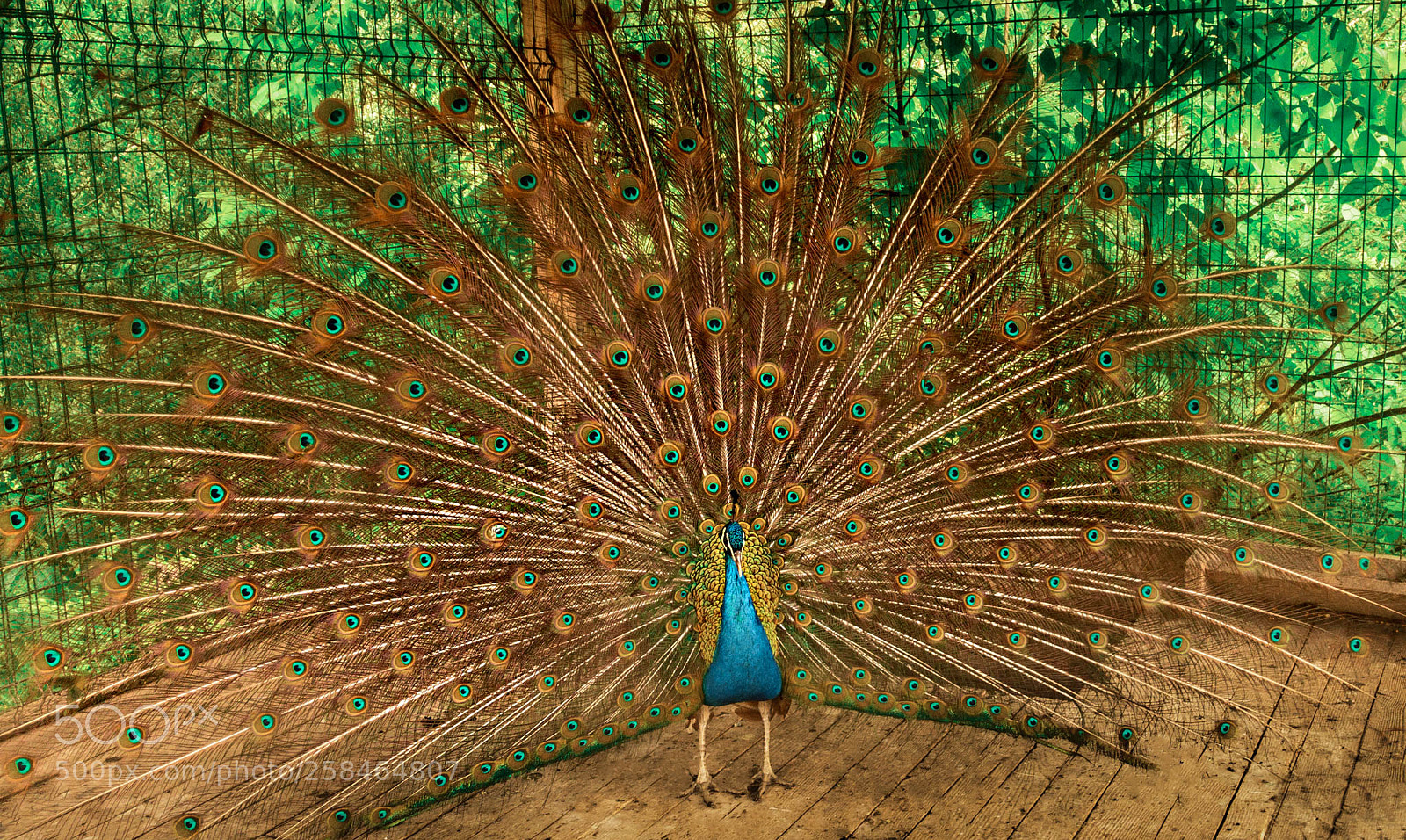 Apple iPhone 7 sample photo. Dancing peacock photography