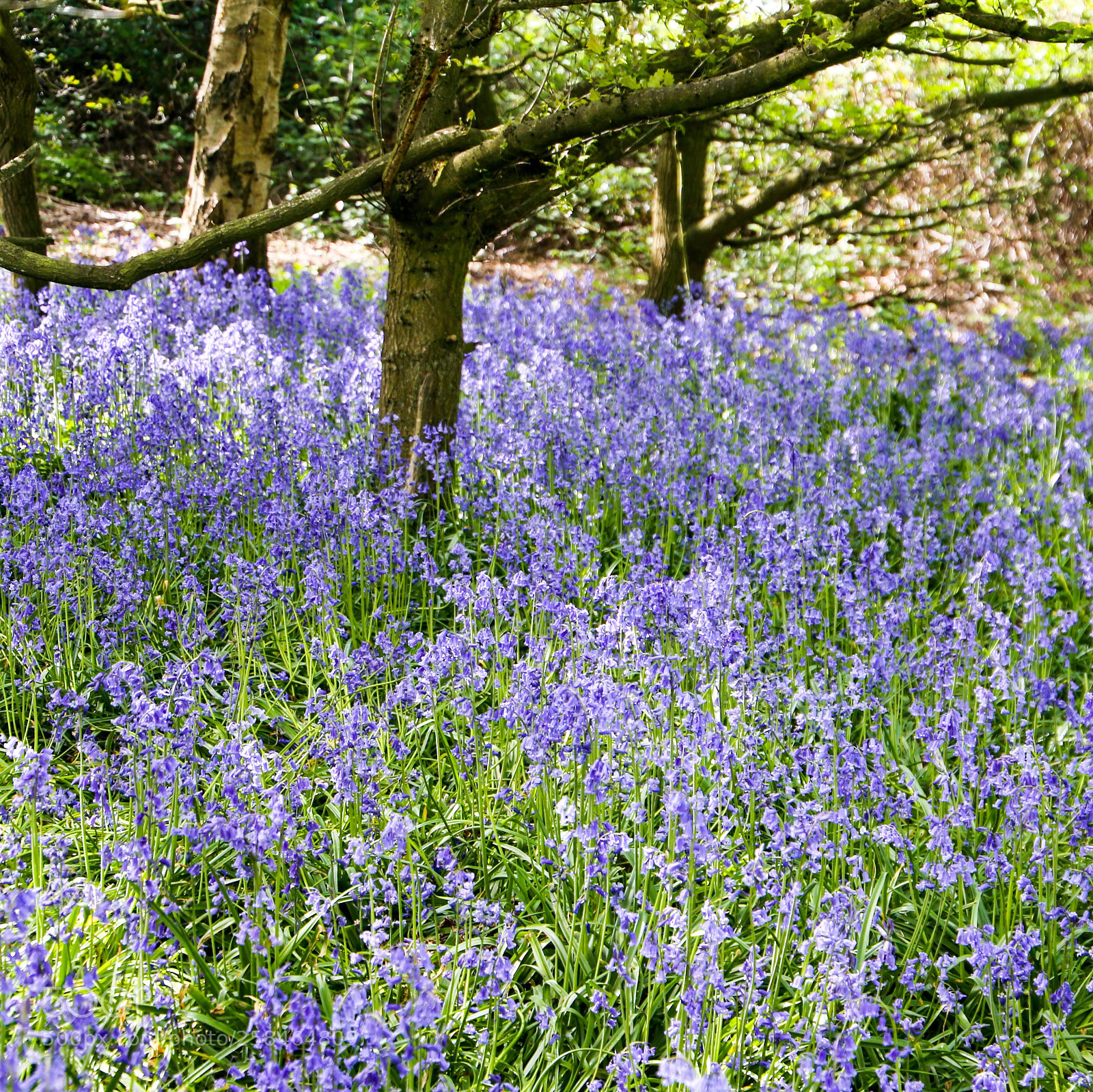 Canon EOS 6D sample photo. Bluebell wood photography