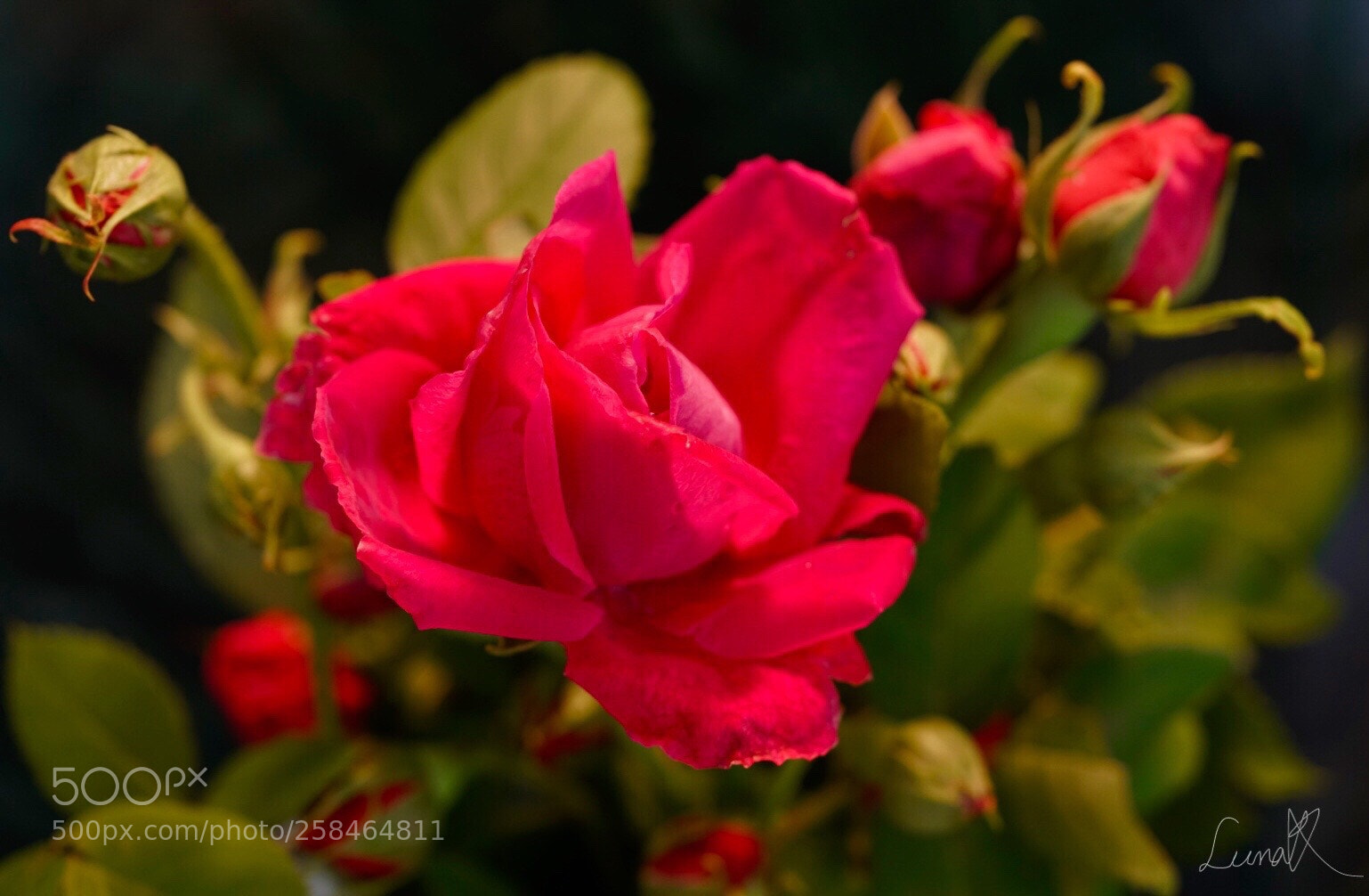 Sony a7R II sample photo. Give you red rose photography