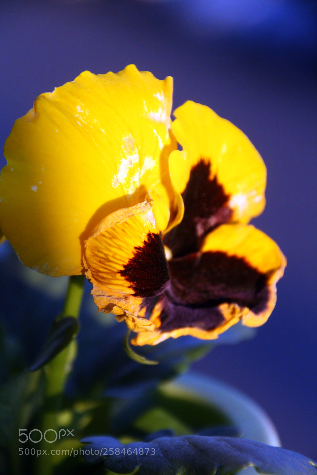 Canon EOS 1000D (EOS Digital Rebel XS / EOS Kiss F) sample photo. Earth's sun photography