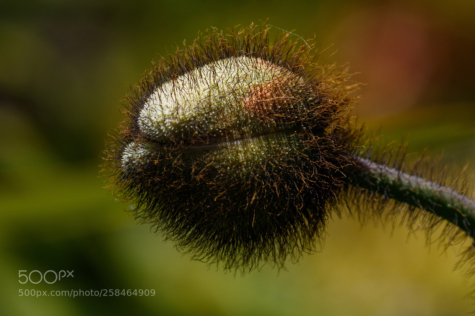 Canon EOS 7D Mark II sample photo. Hairy bud photography