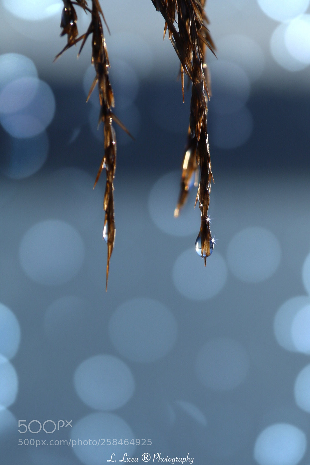 Canon EOS 6D Mark II sample photo. Caress of light 63 photography