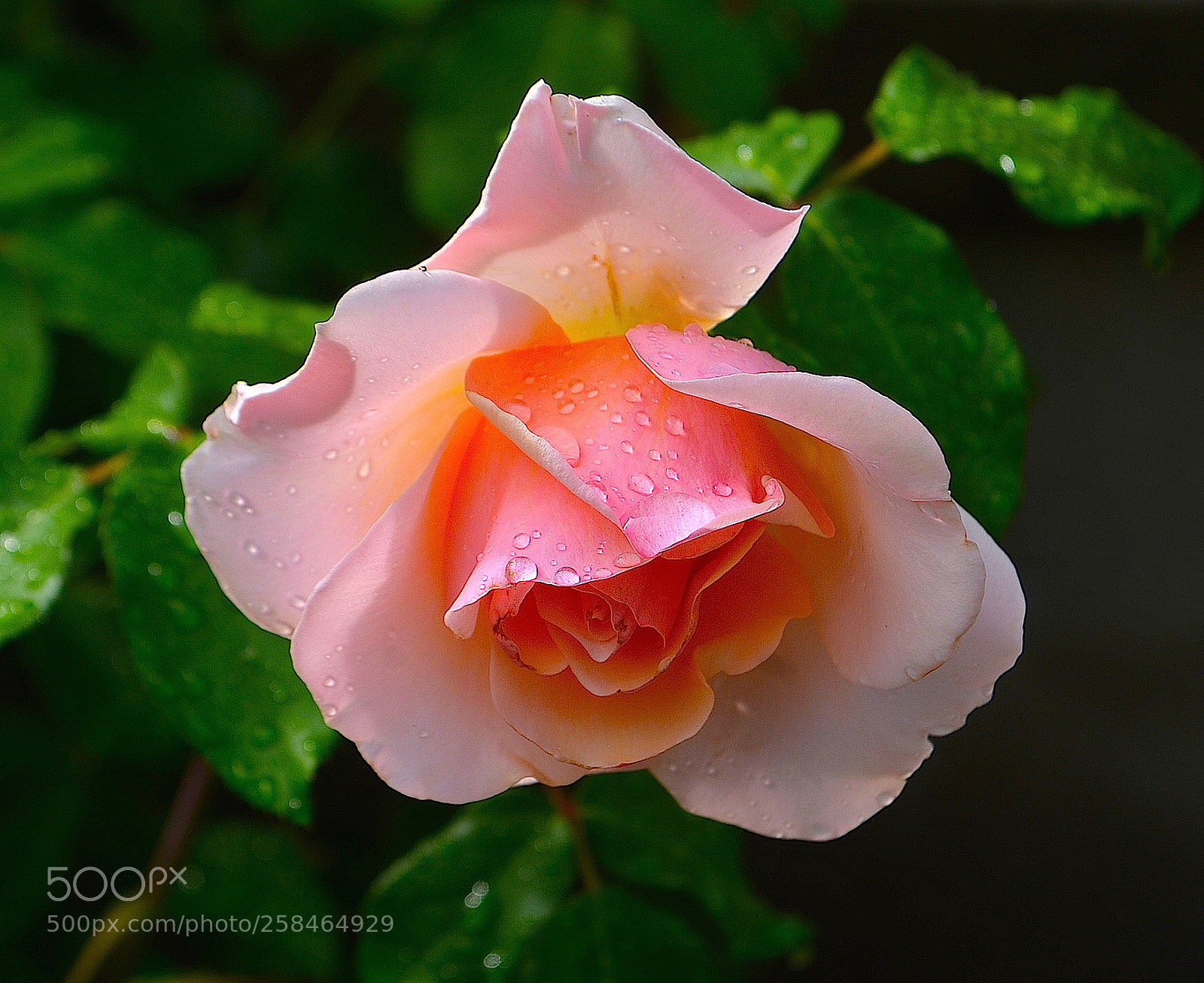 Nikon D5100 sample photo. Rose photography