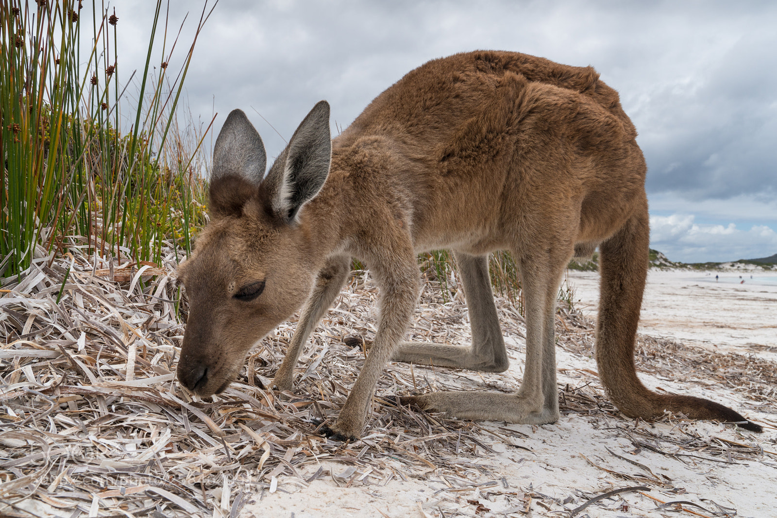 Sony a7R II sample photo. Cape le grand national photography