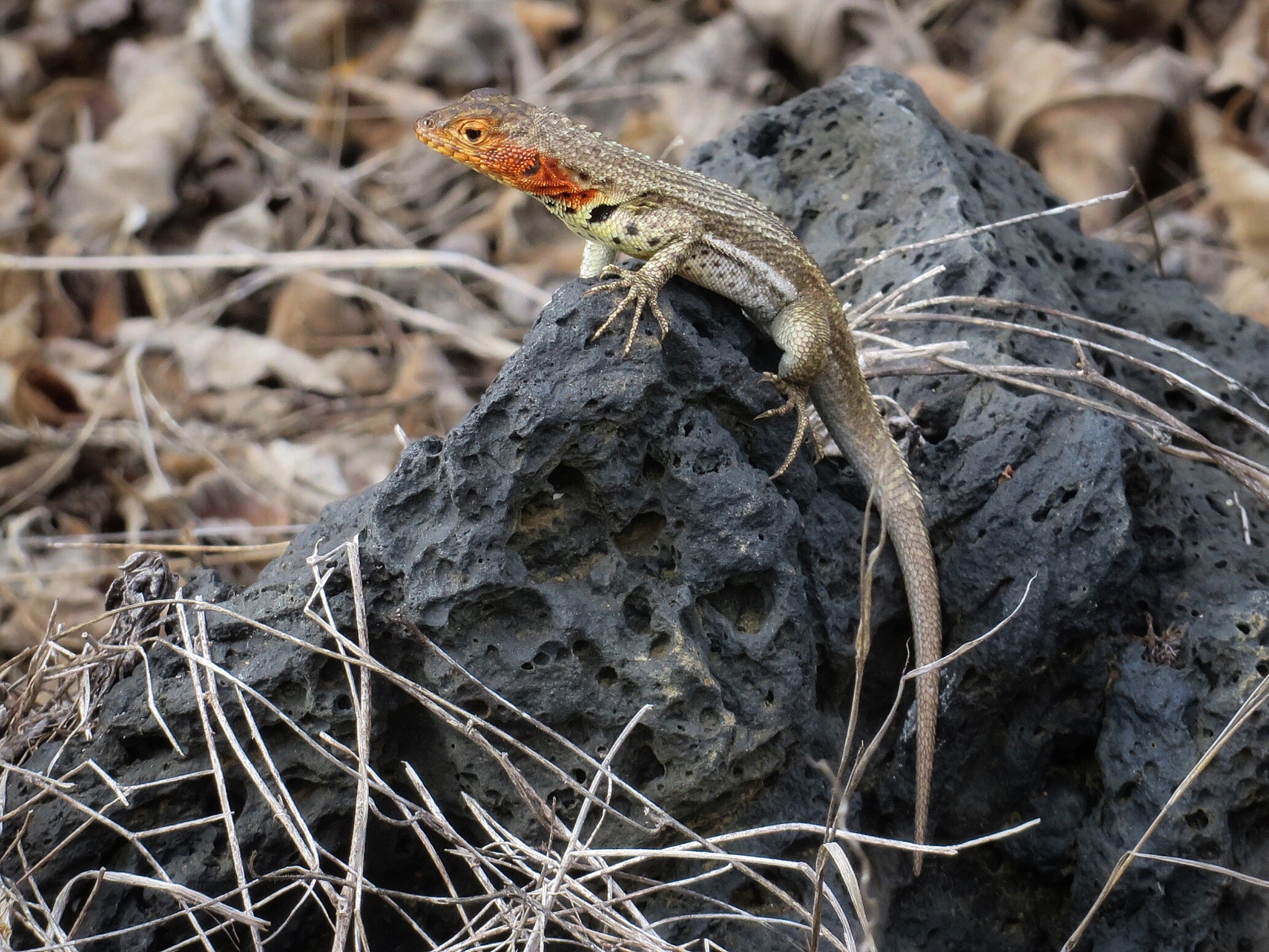 Canon PowerShot SX280 HS sample photo. Lava lizard photography