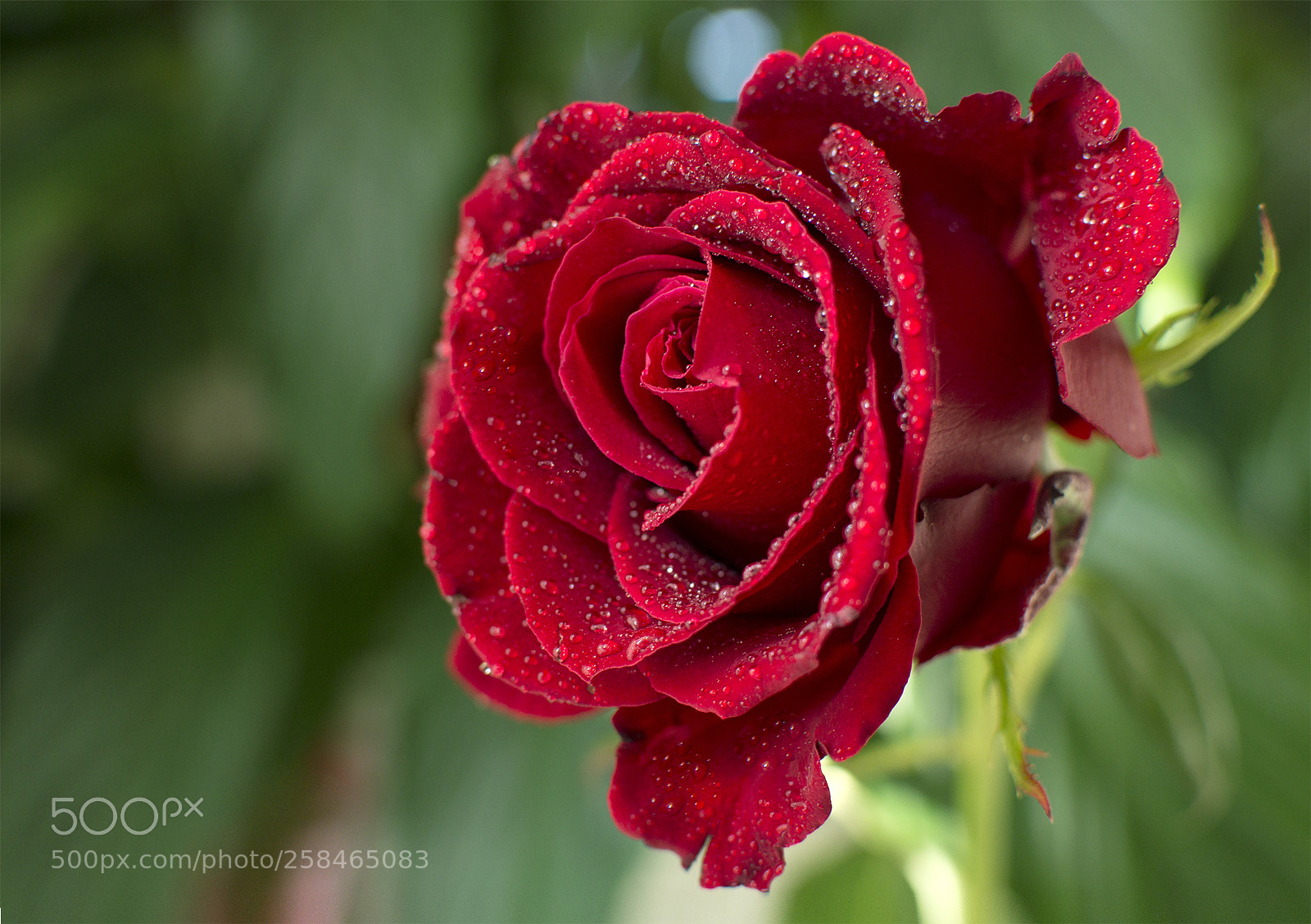 Nikon D3200 sample photo. Red rose photography