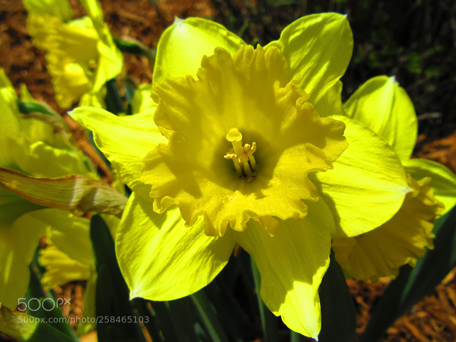 Canon PowerShot SX610 HS sample photo. Yellow daffodil photography