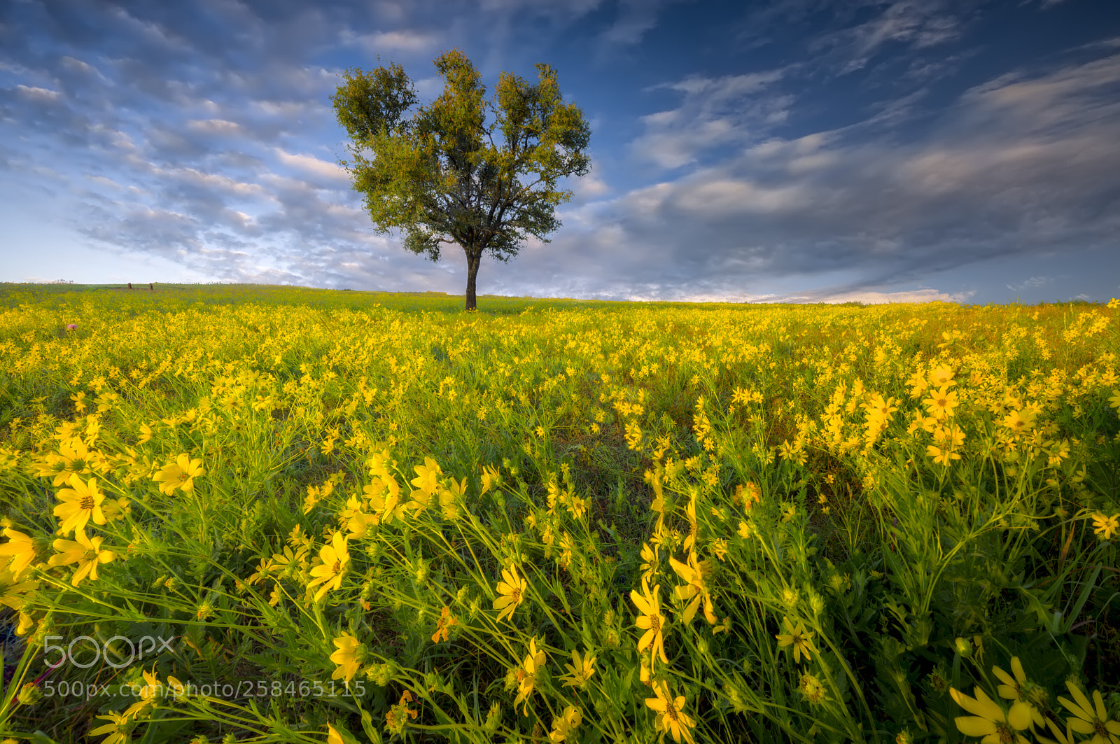 Nikon D750 sample photo. Spring wildflowers in an photography