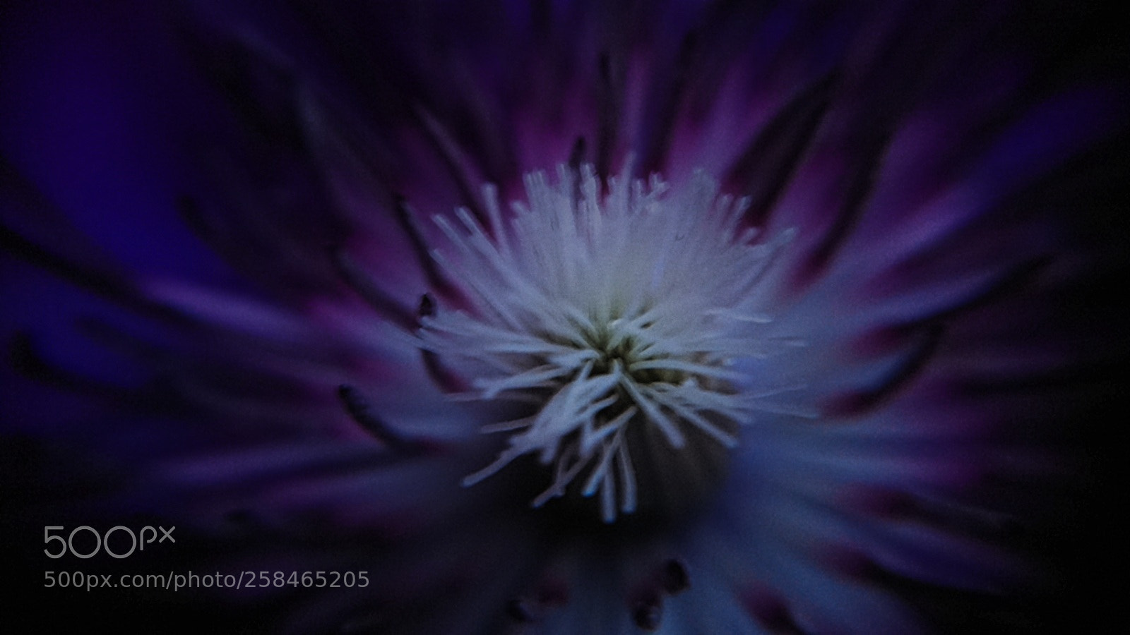 Sony Xperia XZ sample photo. Deep... inside... purple... photography