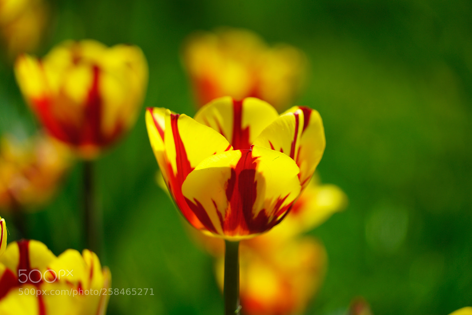 Sony a7R II sample photo. Tulip season 16 photography