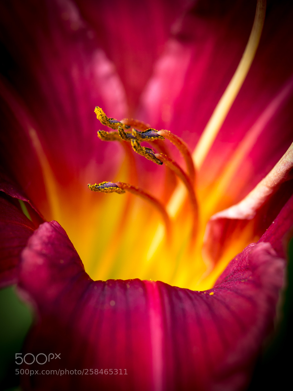 Canon EOS 6D sample photo. Hemerocallis photography