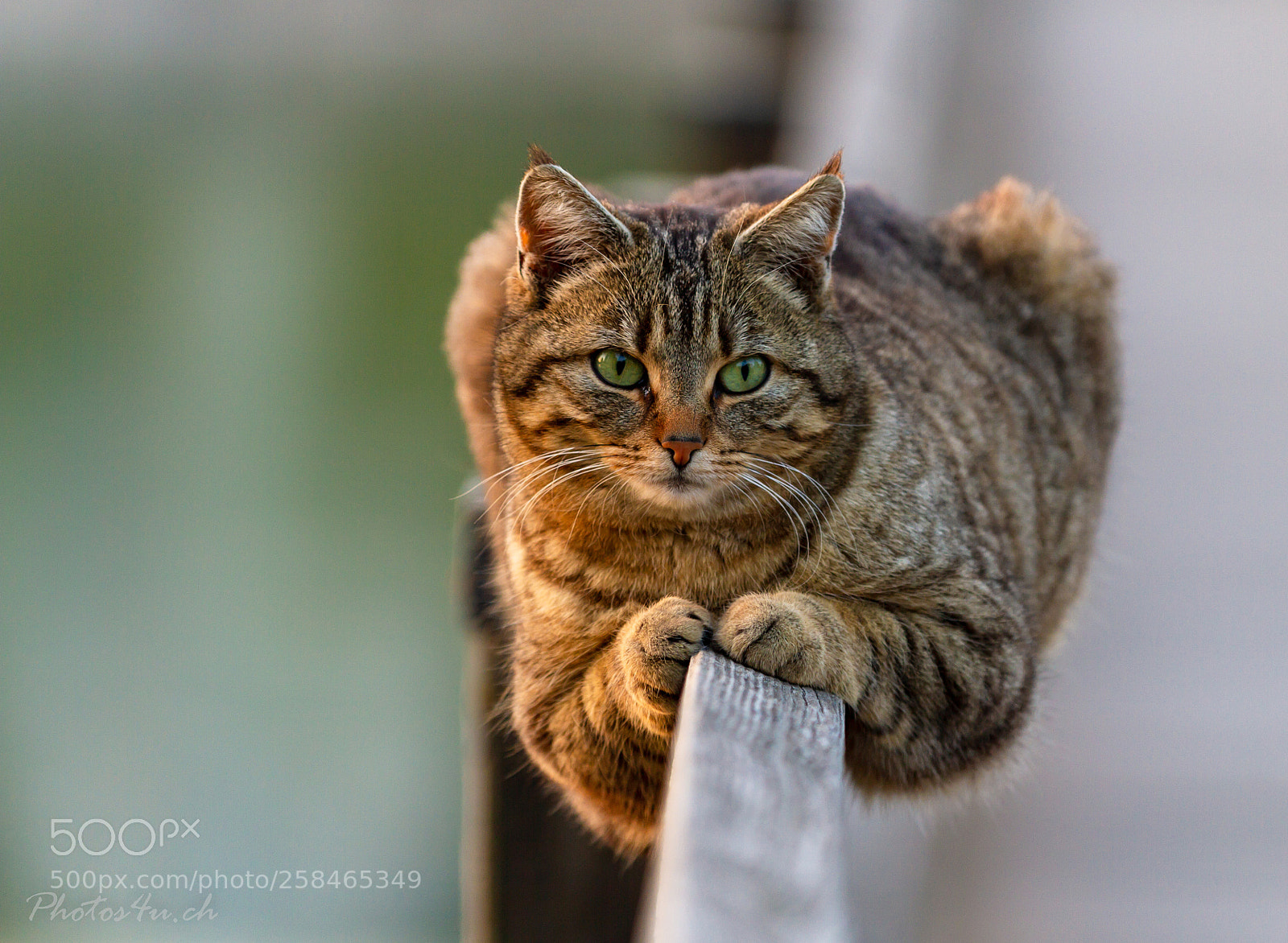 Canon EOS 7D sample photo. Cat sitting on the photography