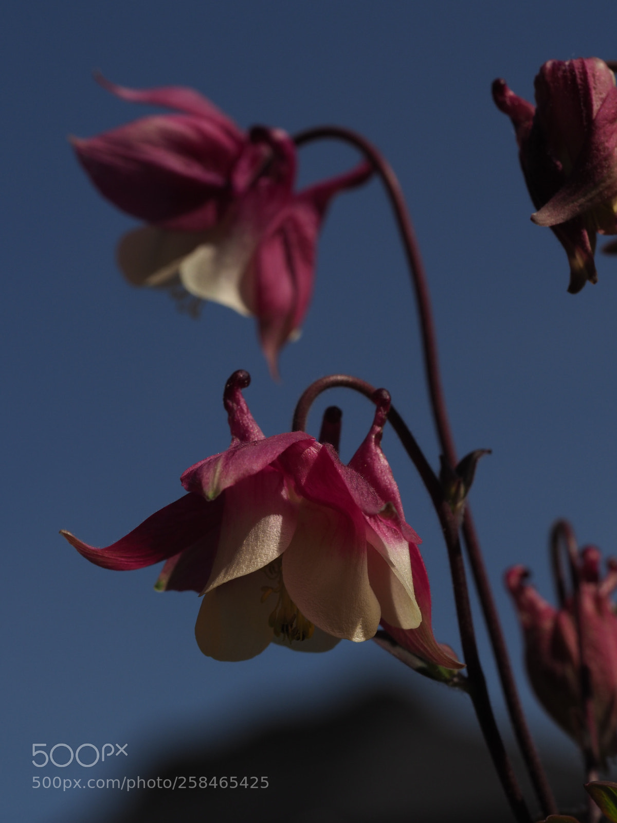 Olympus OM-D E-M1 Mark II sample photo. Columbines photography