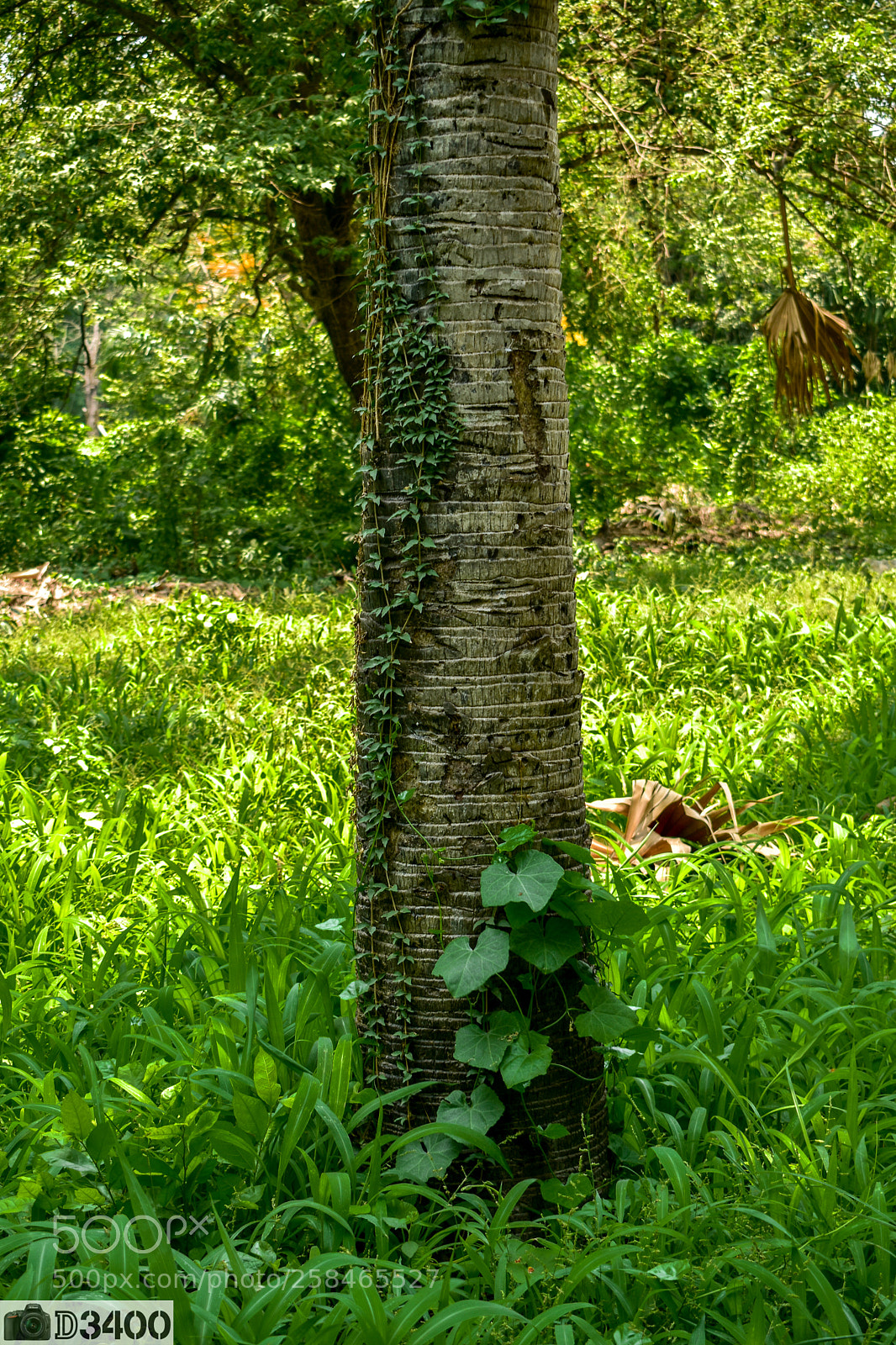 Nikon D3400 sample photo. Green hue photography