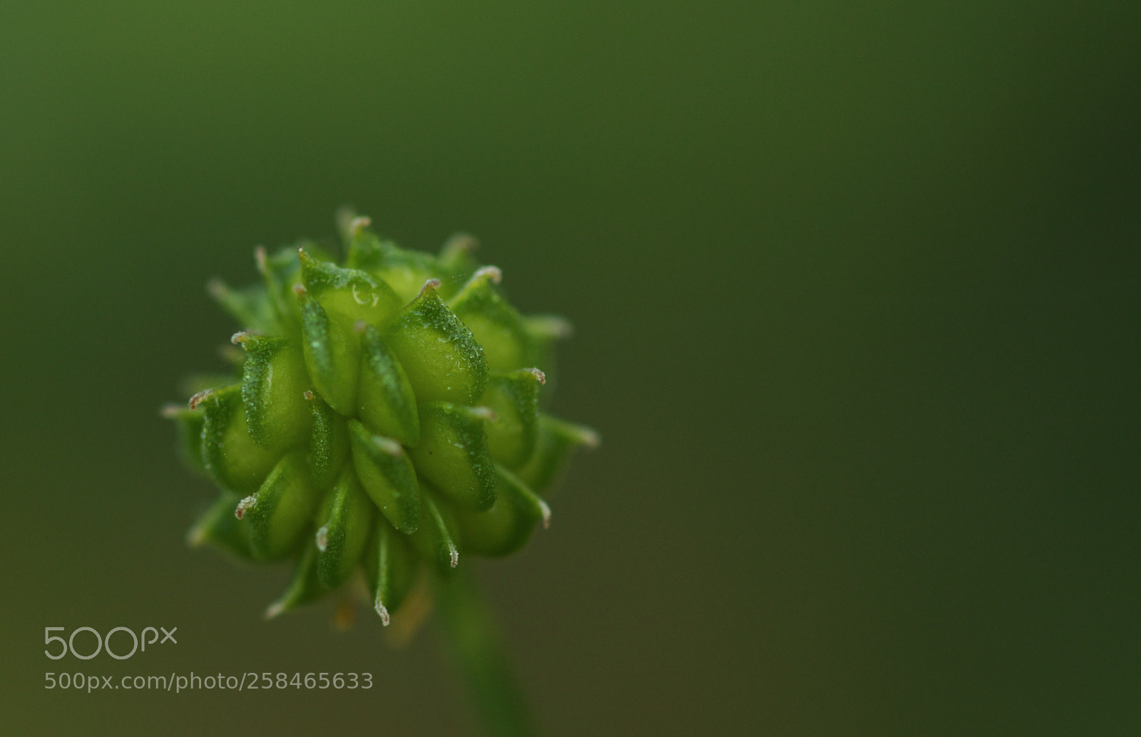 Canon EOS 77D (EOS 9000D / EOS 770D) sample photo. Vegetal sphere... photography