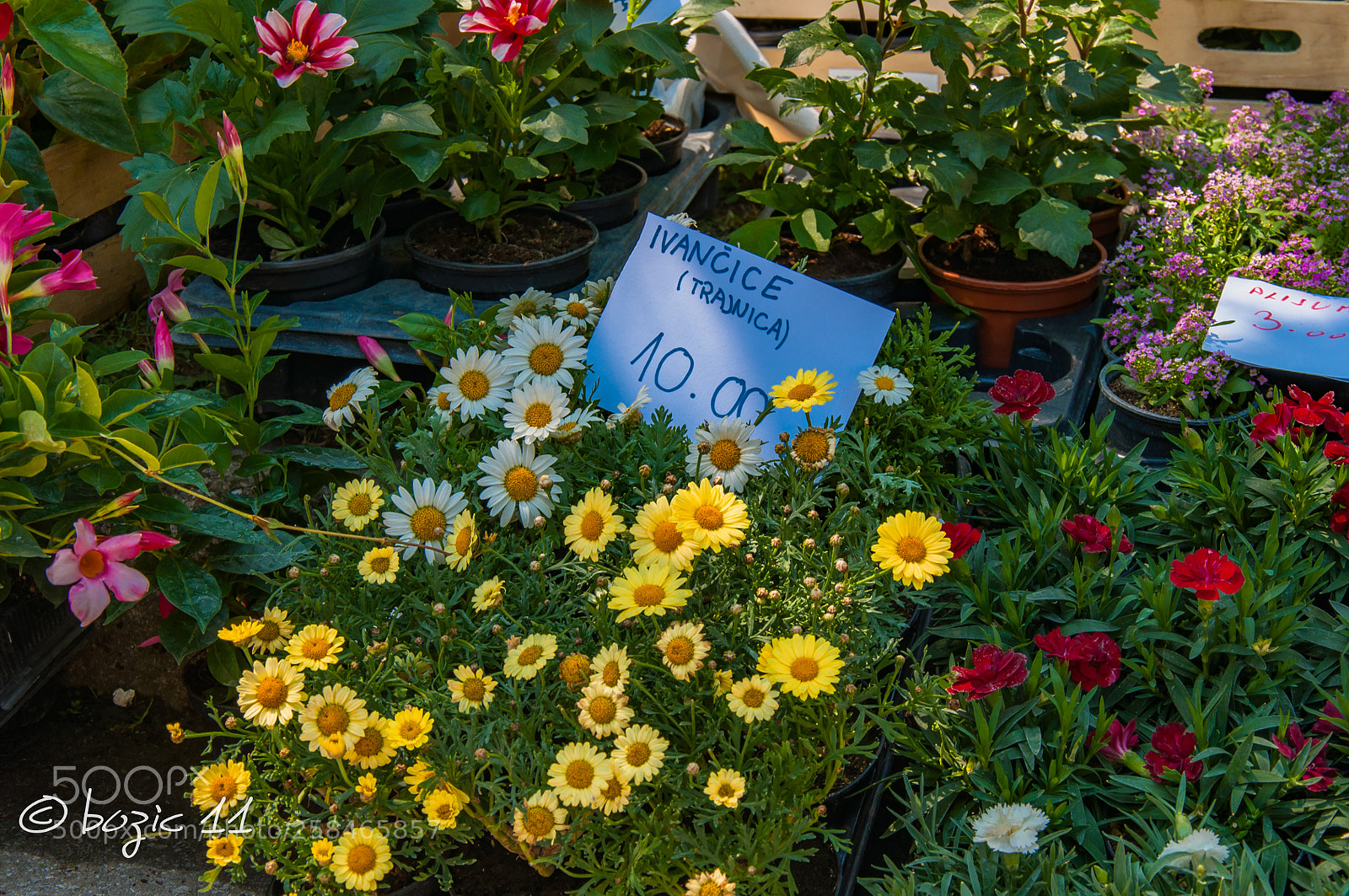 Nikon D90 sample photo. Price photography