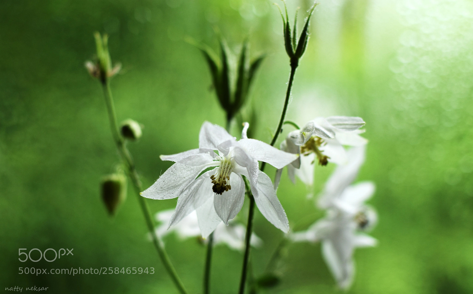 Nikon D5300 sample photo. #springtime...9 photography