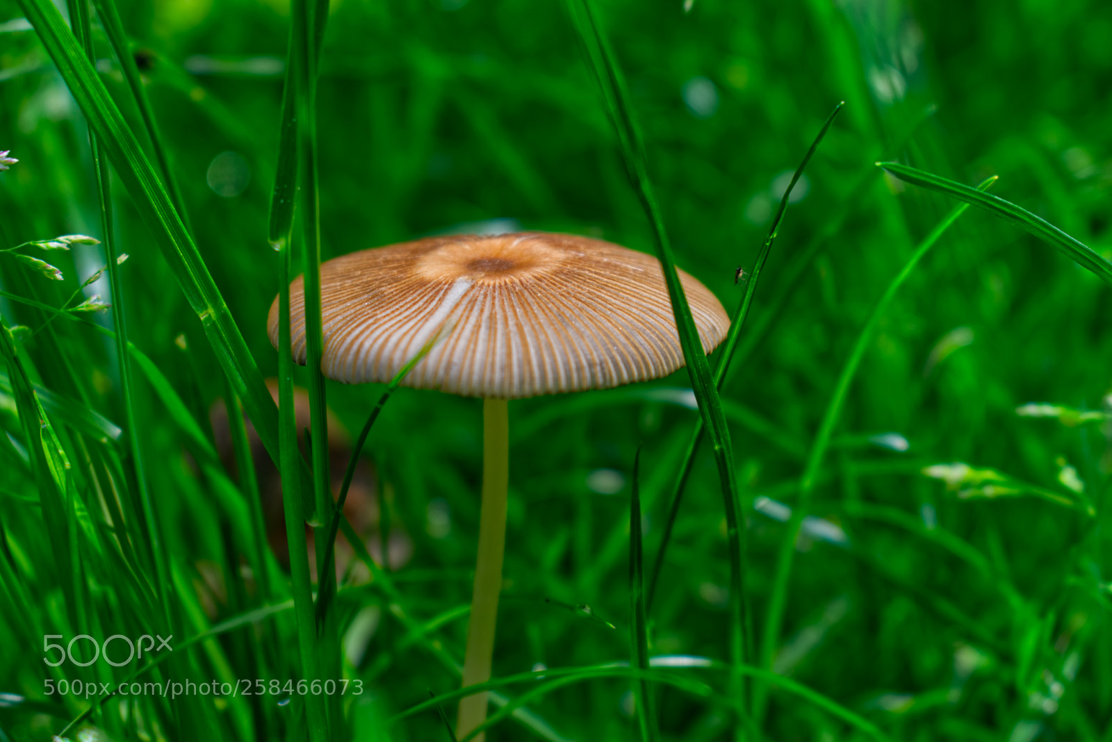 Nikon D5300 sample photo. Mushroom - pilz photography