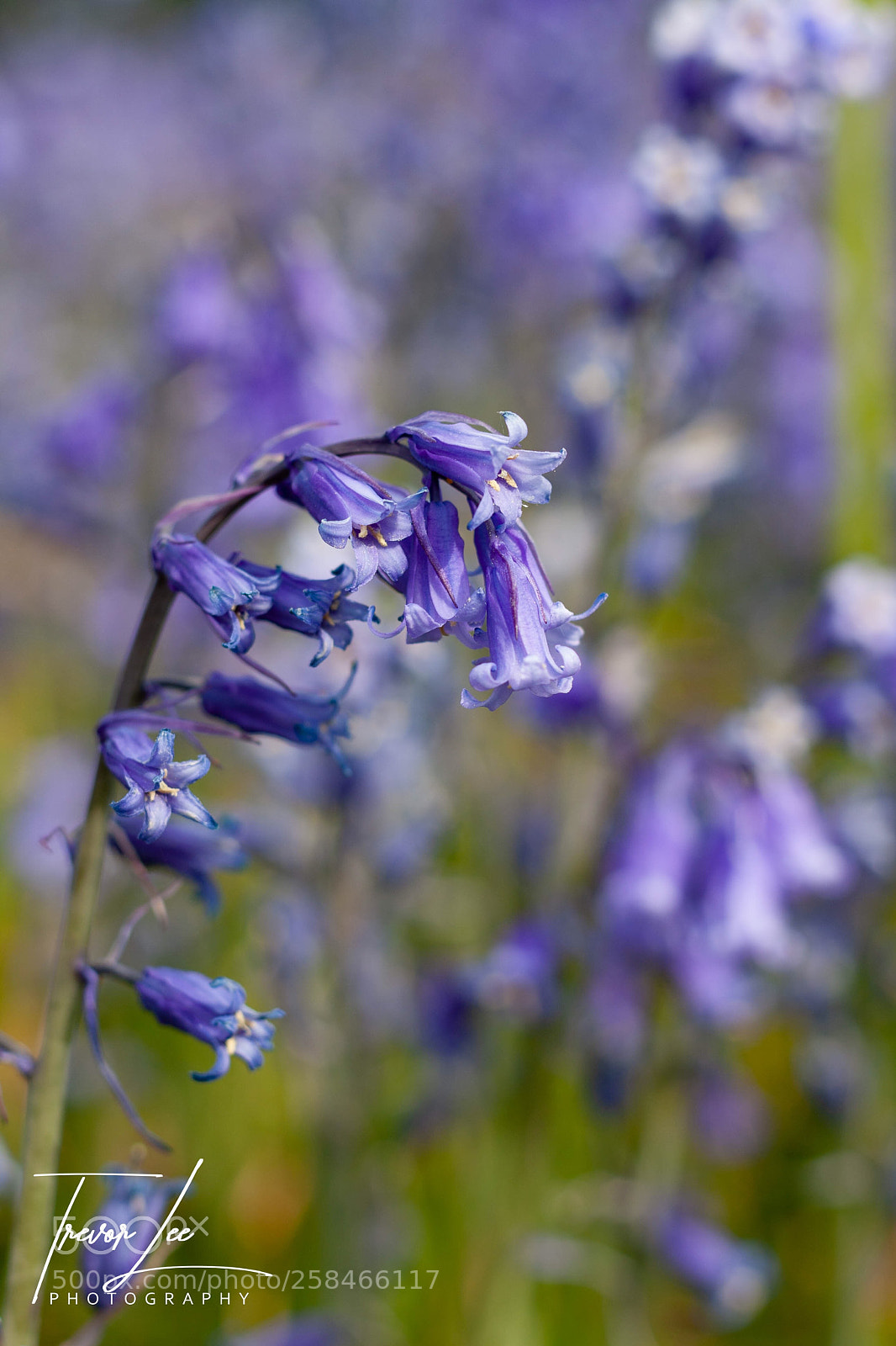 Canon EOS 40D sample photo. Bluebells.... photography