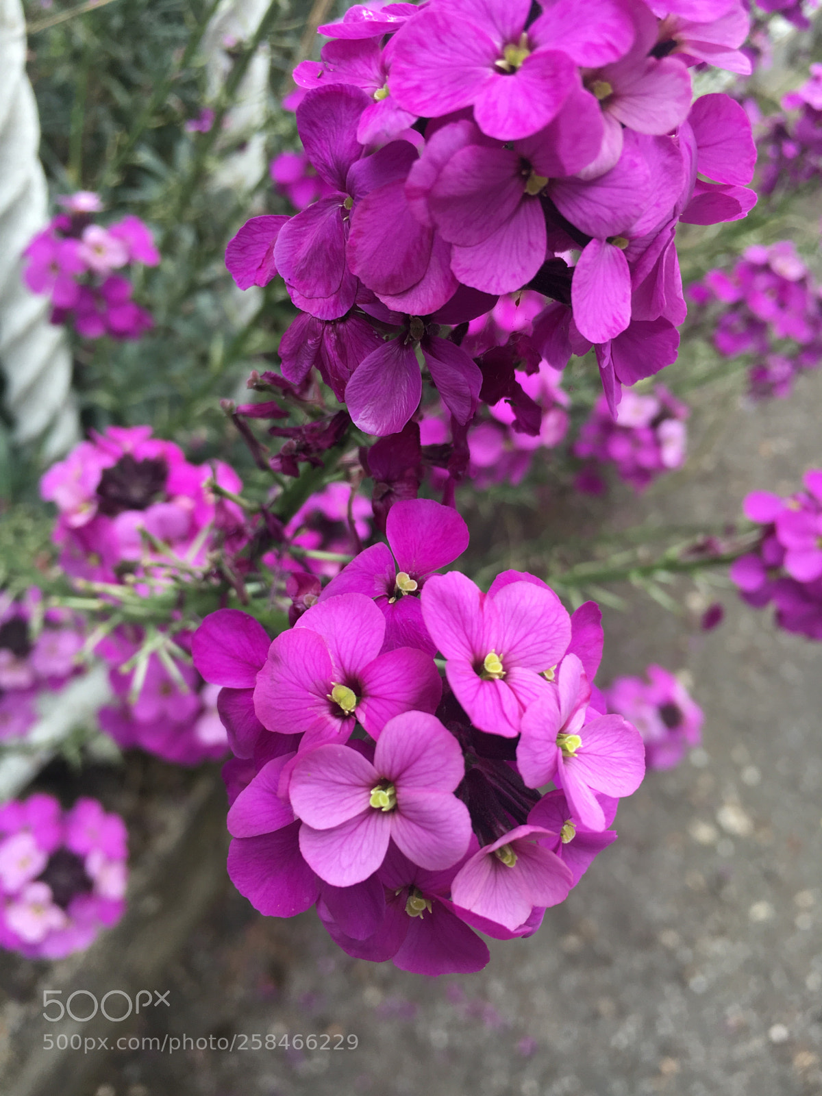 Apple iPhone 6s sample photo. Pincky taste of nature photography