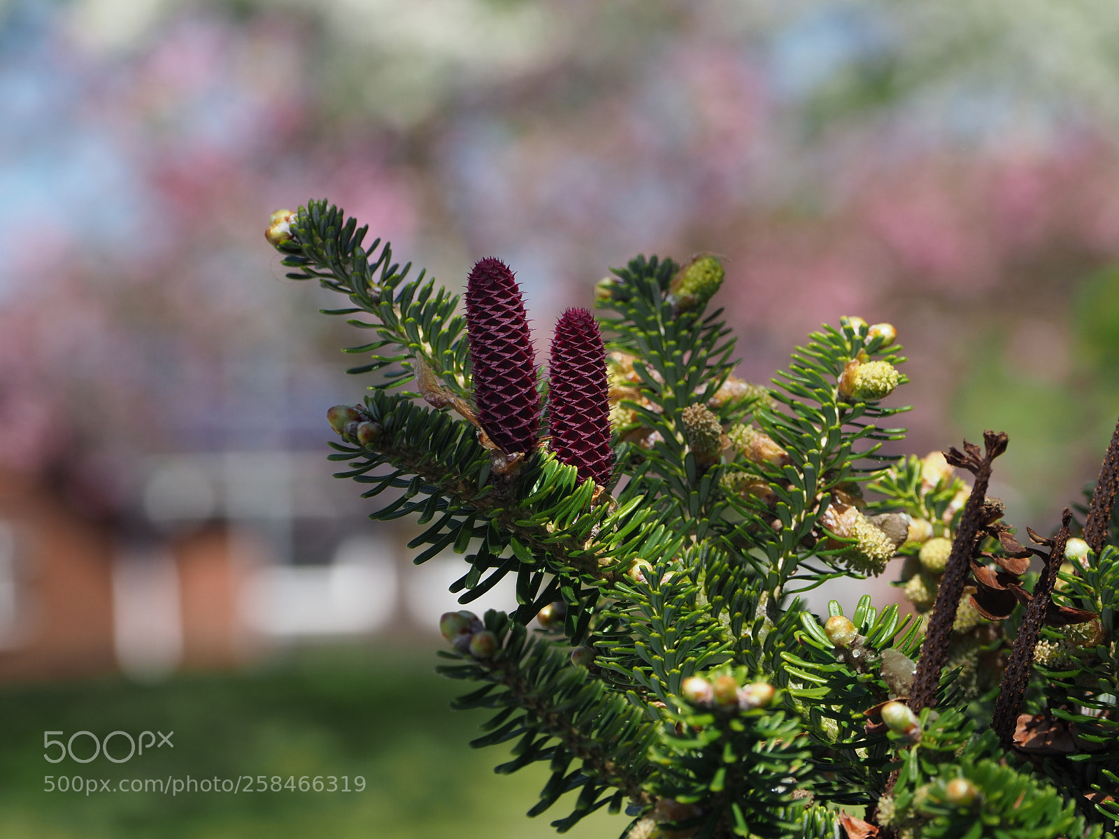 Olympus OM-D E-M1 Mark II sample photo. Fir cones photography