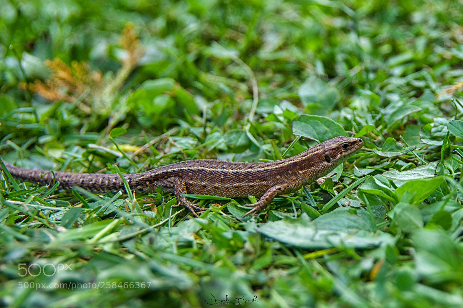 Pentax K-70 sample photo. Sand lizard photography