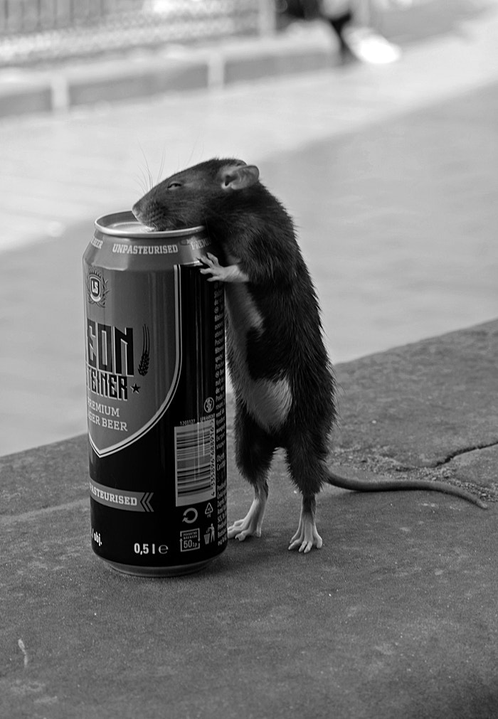 Leica CL sample photo. A thirsty rat photography