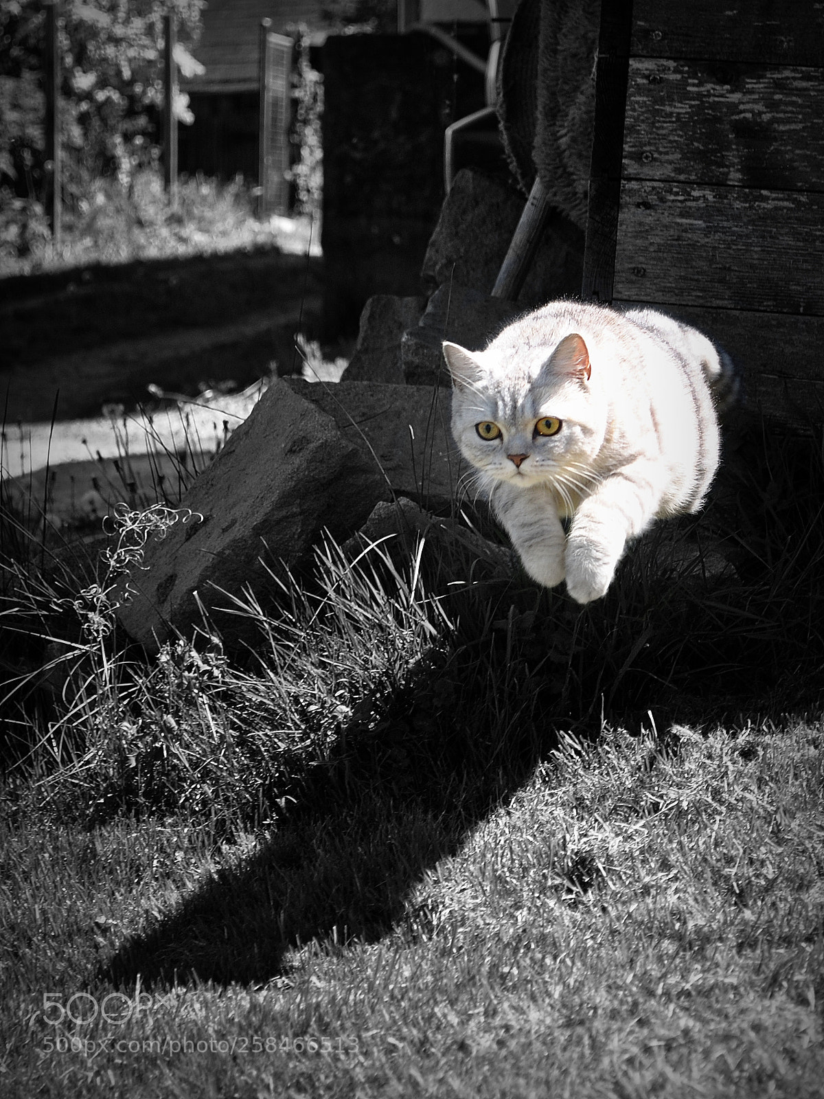 Nikon D3000 sample photo. Lilly photography
