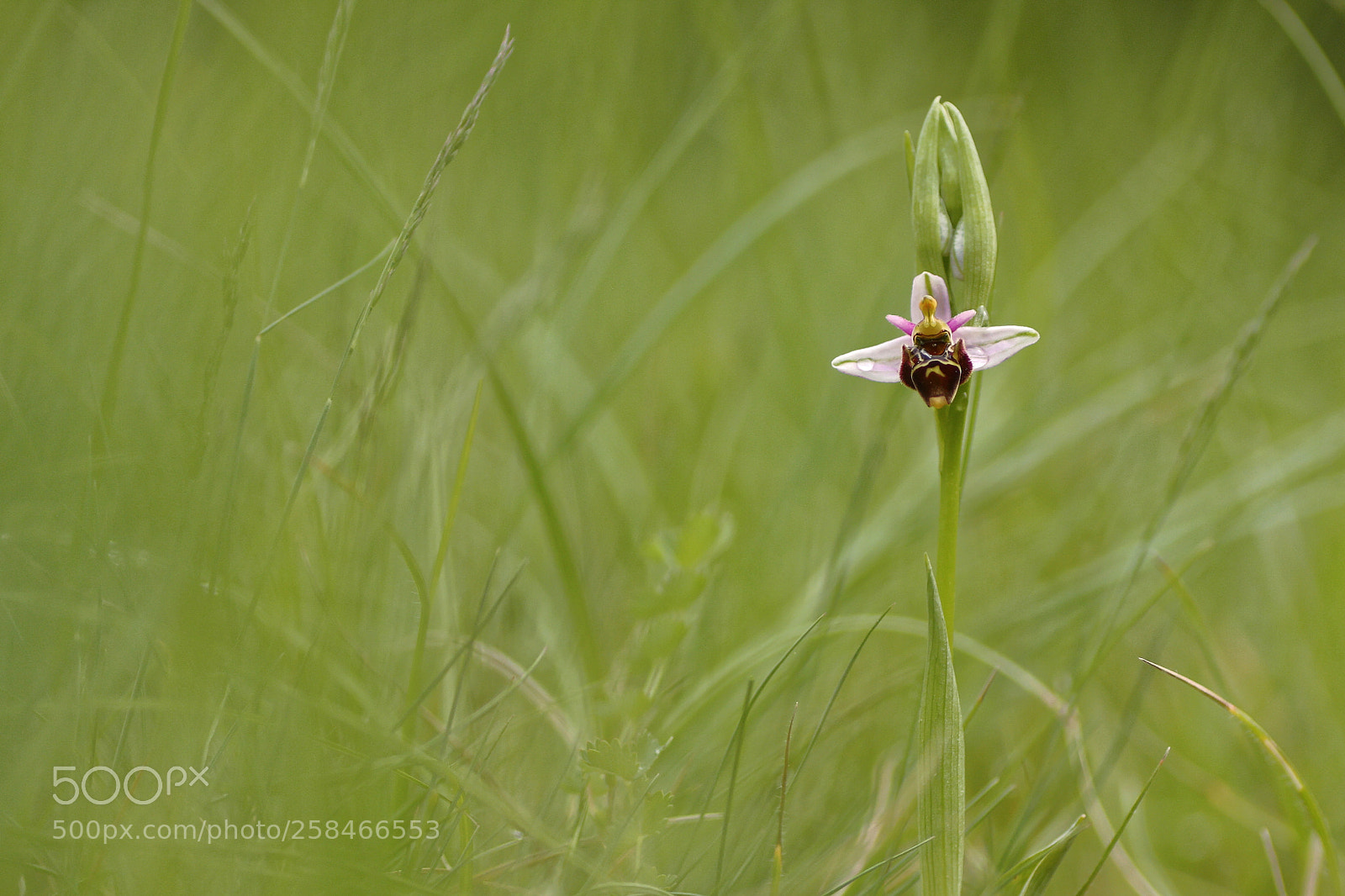 Canon EOS 40D sample photo. Ophrys becasse haut drayaux photography